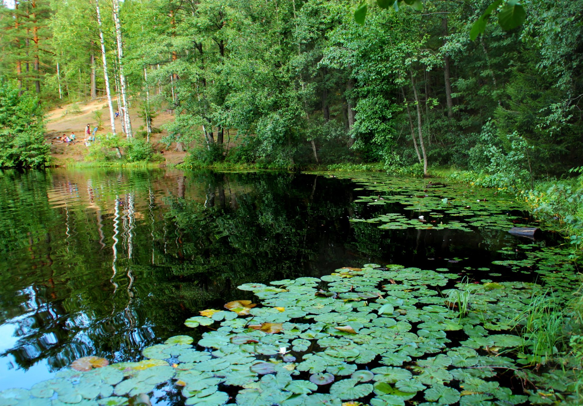 lago san petersburgo nenúfares rusia druzhinnoe komarovo naturaleza foto