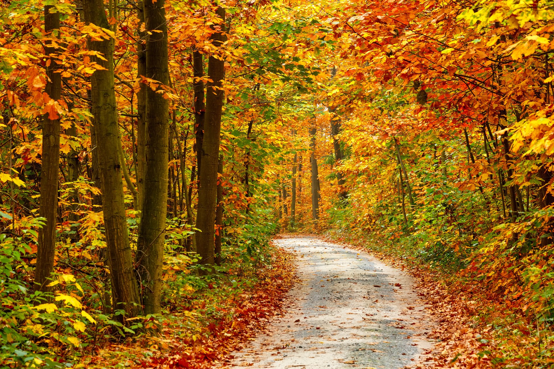 nature autumn season trees road autumn season