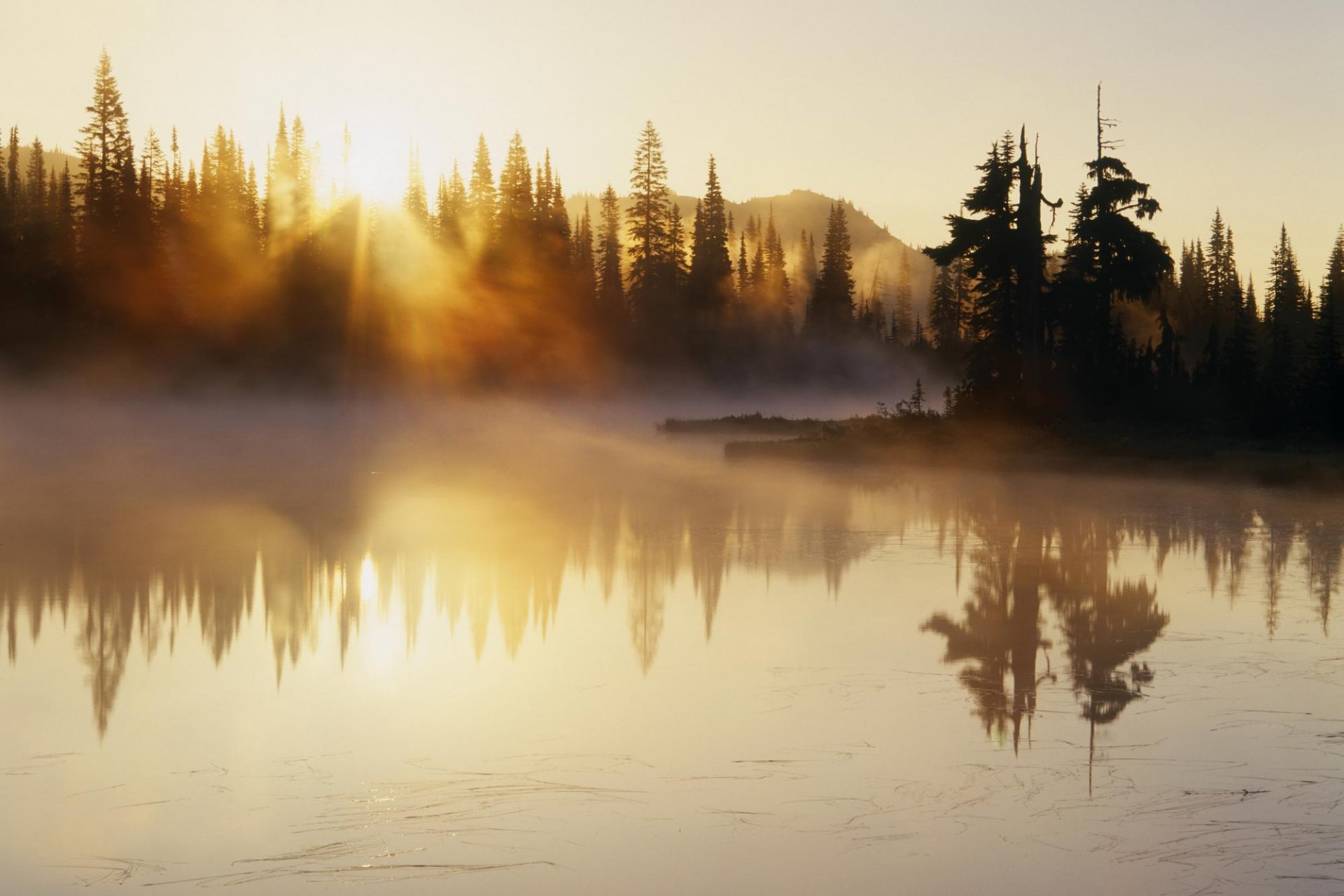 rivière arbres brouillard aube