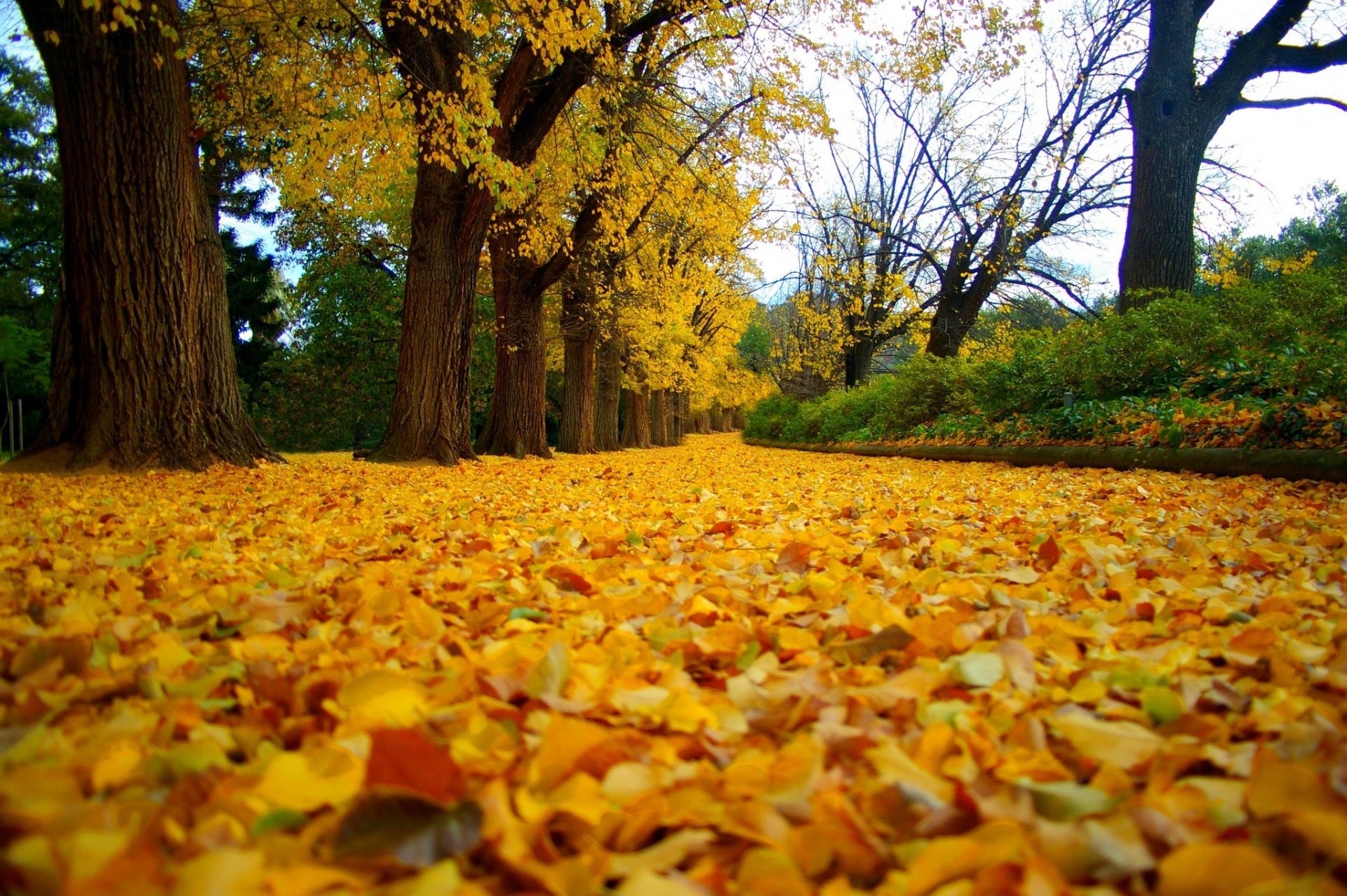 nature forêt parc arbres feuilles coloré route automne automne couleurs promenade