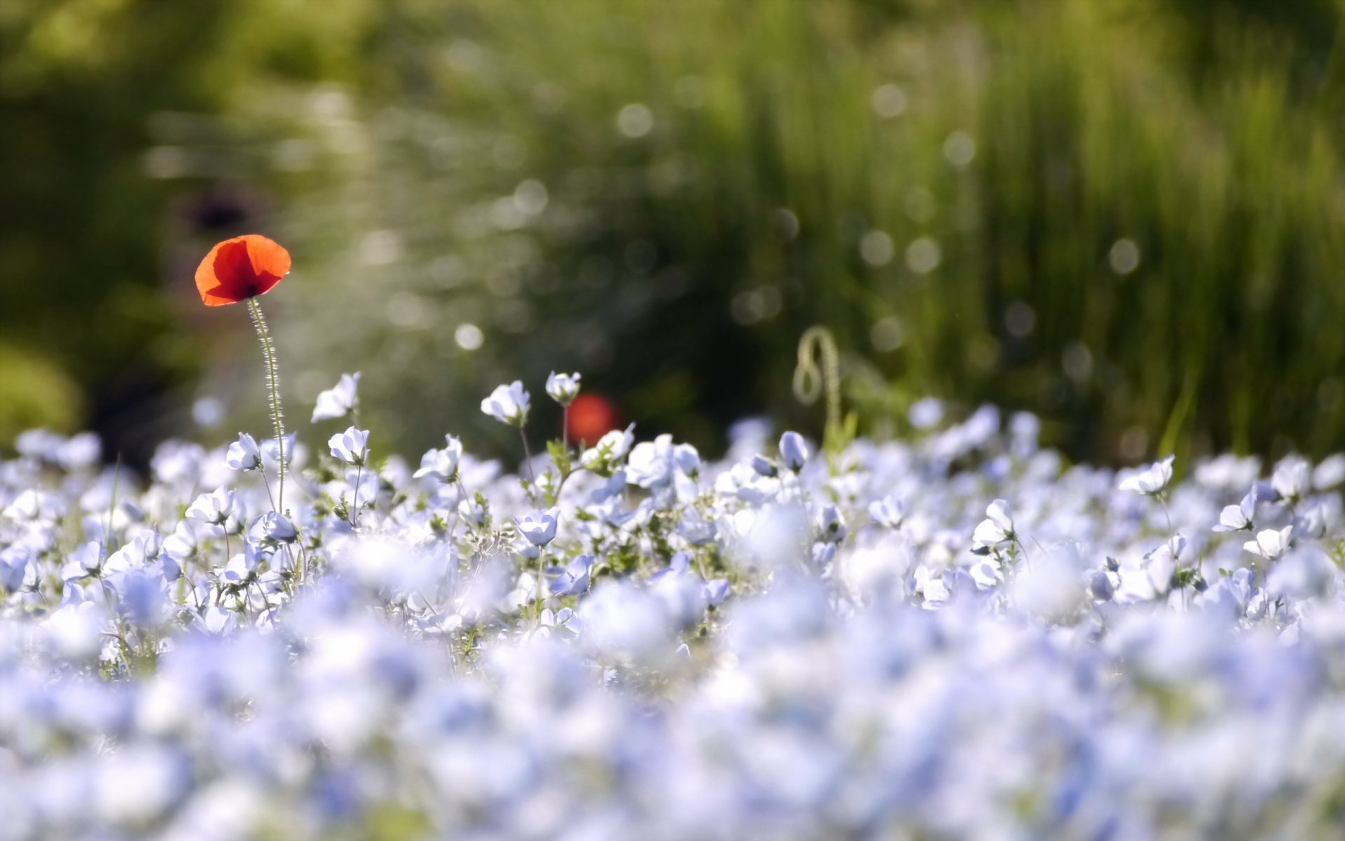 fleurs coquelicots nature fond