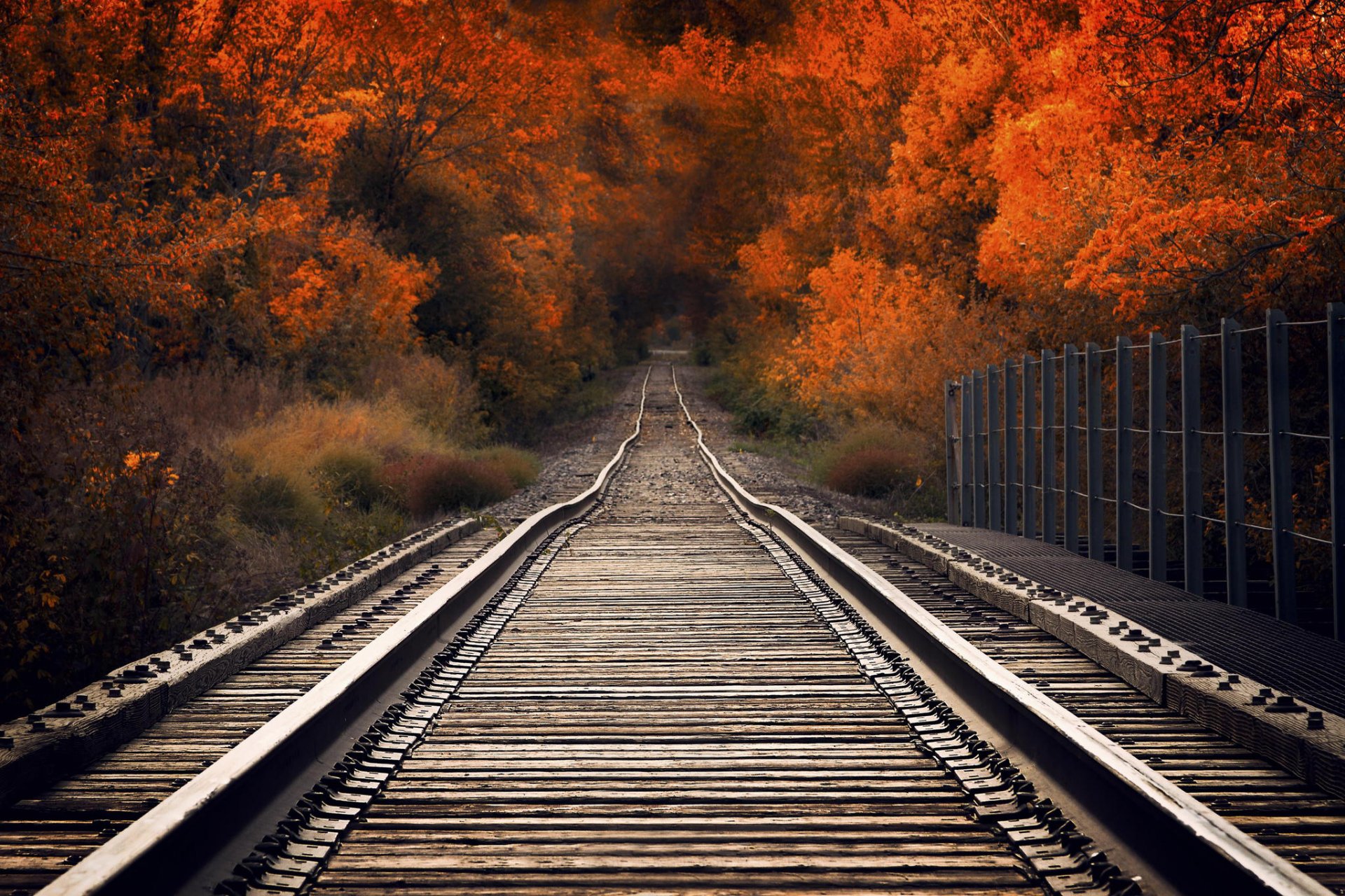 autunno ferrovia ponte percorso alberi