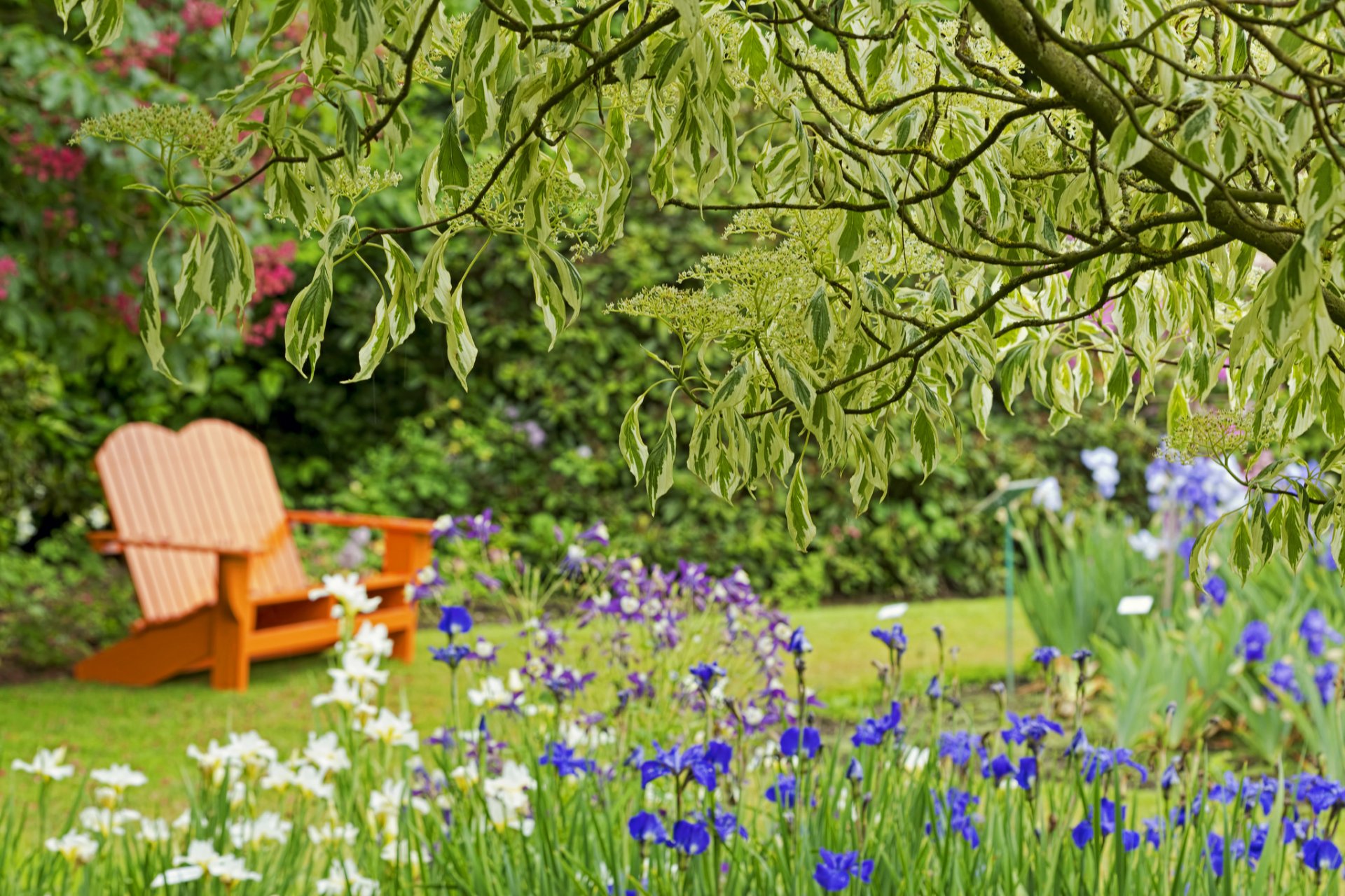 park tree flower iris bench bokeh