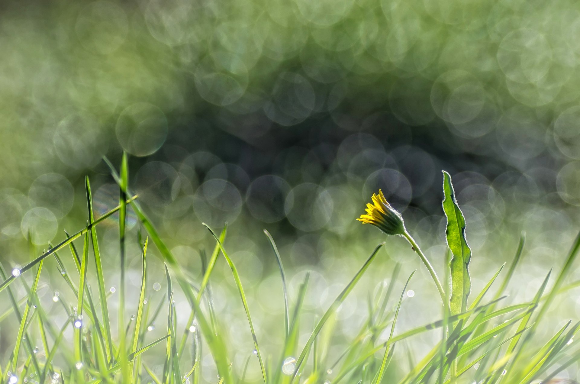 gras blume gelb löwenzahn blendung