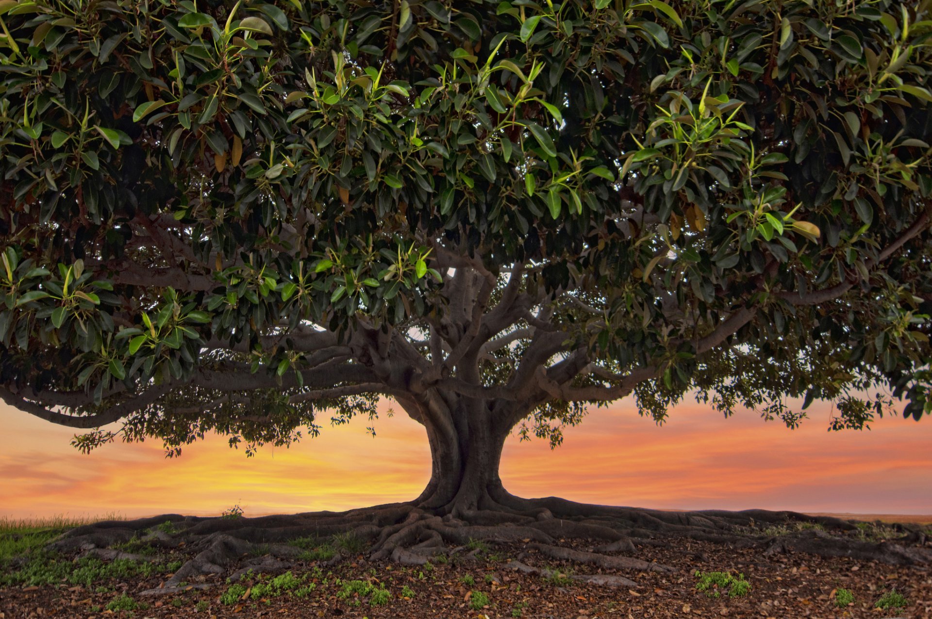 tree ficus macrophylla pacific beach crown leaves the root