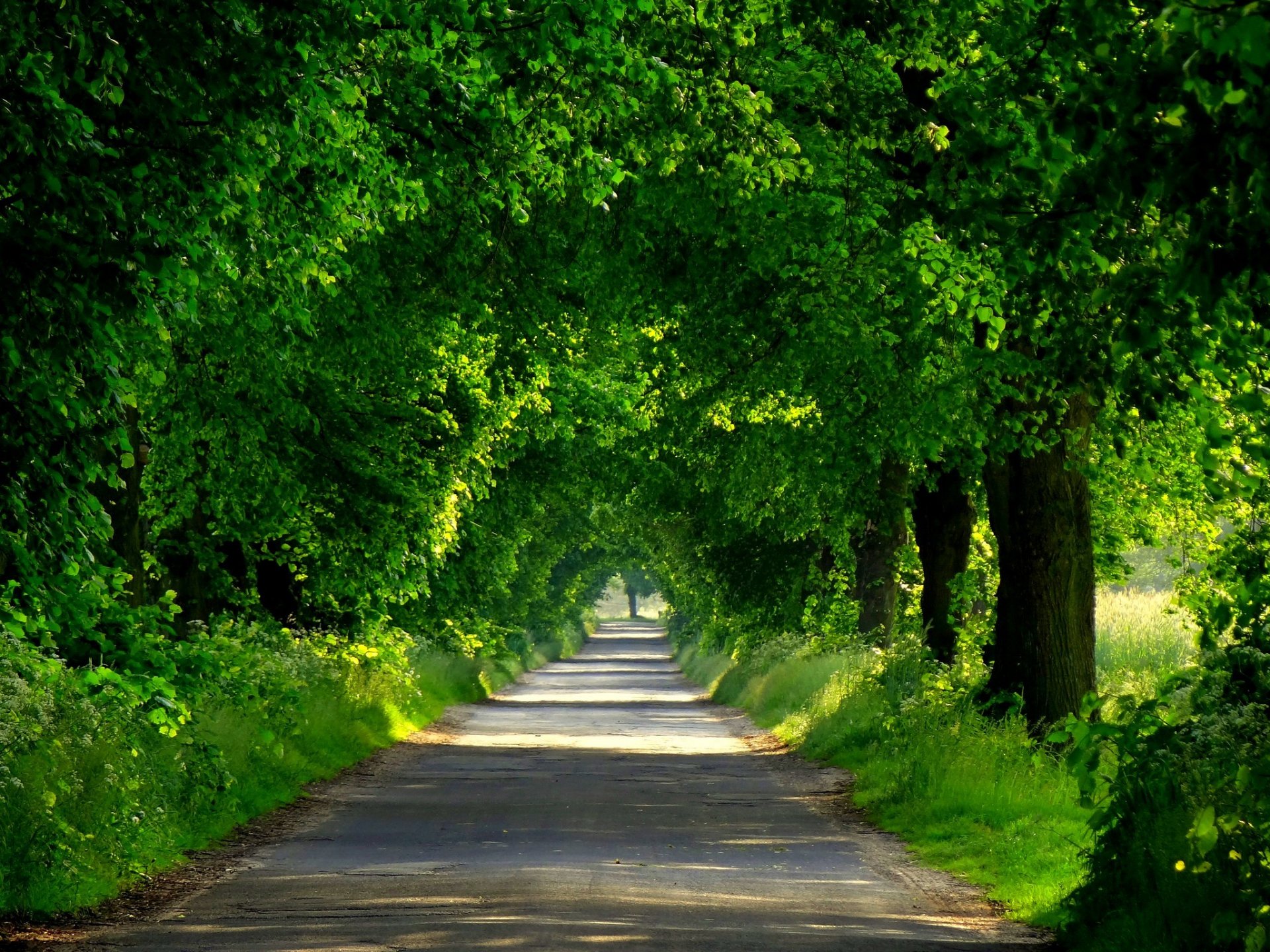 natura primavera foresta parco alberi strada passeggiata primavera