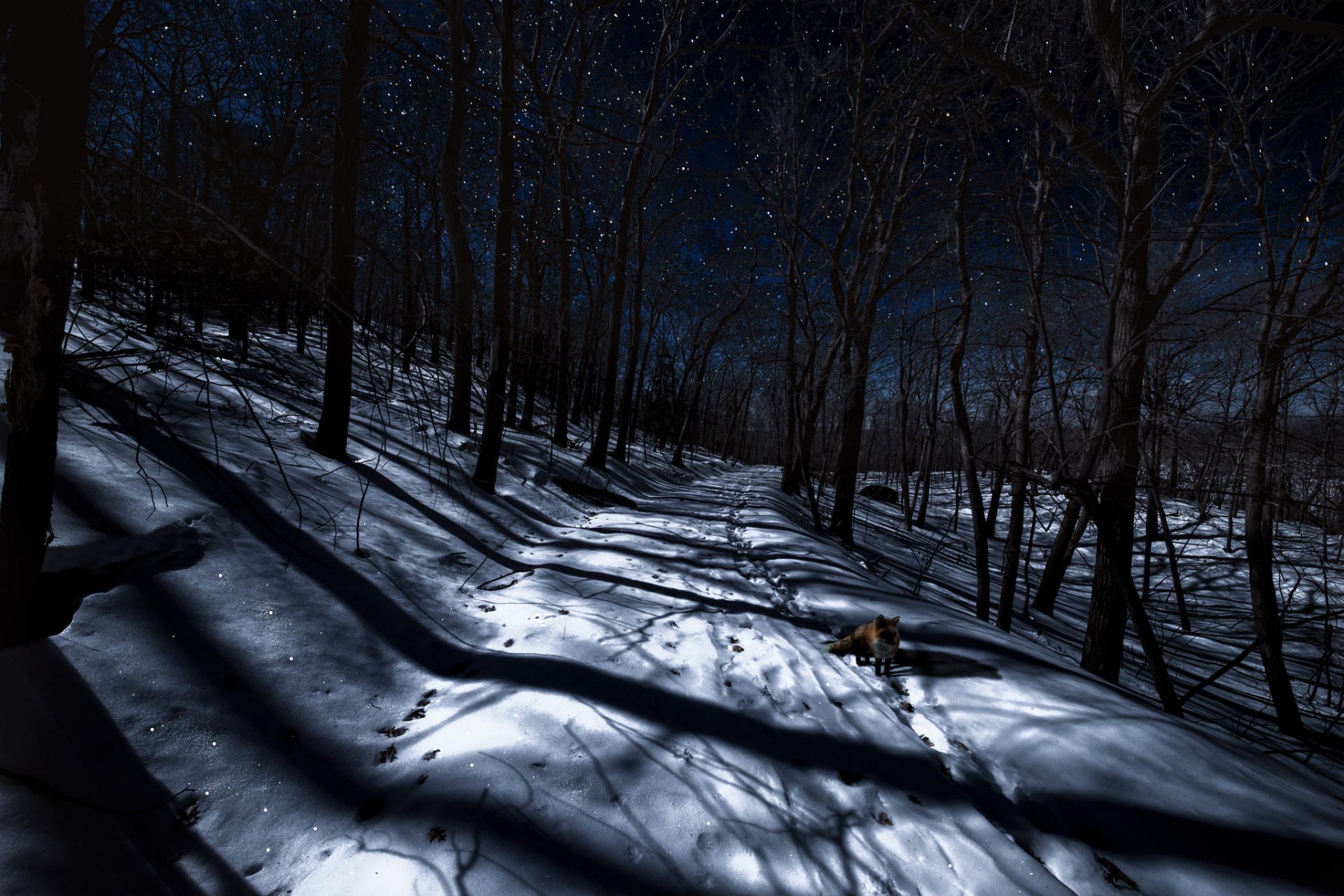 winter nacht wald fuchs