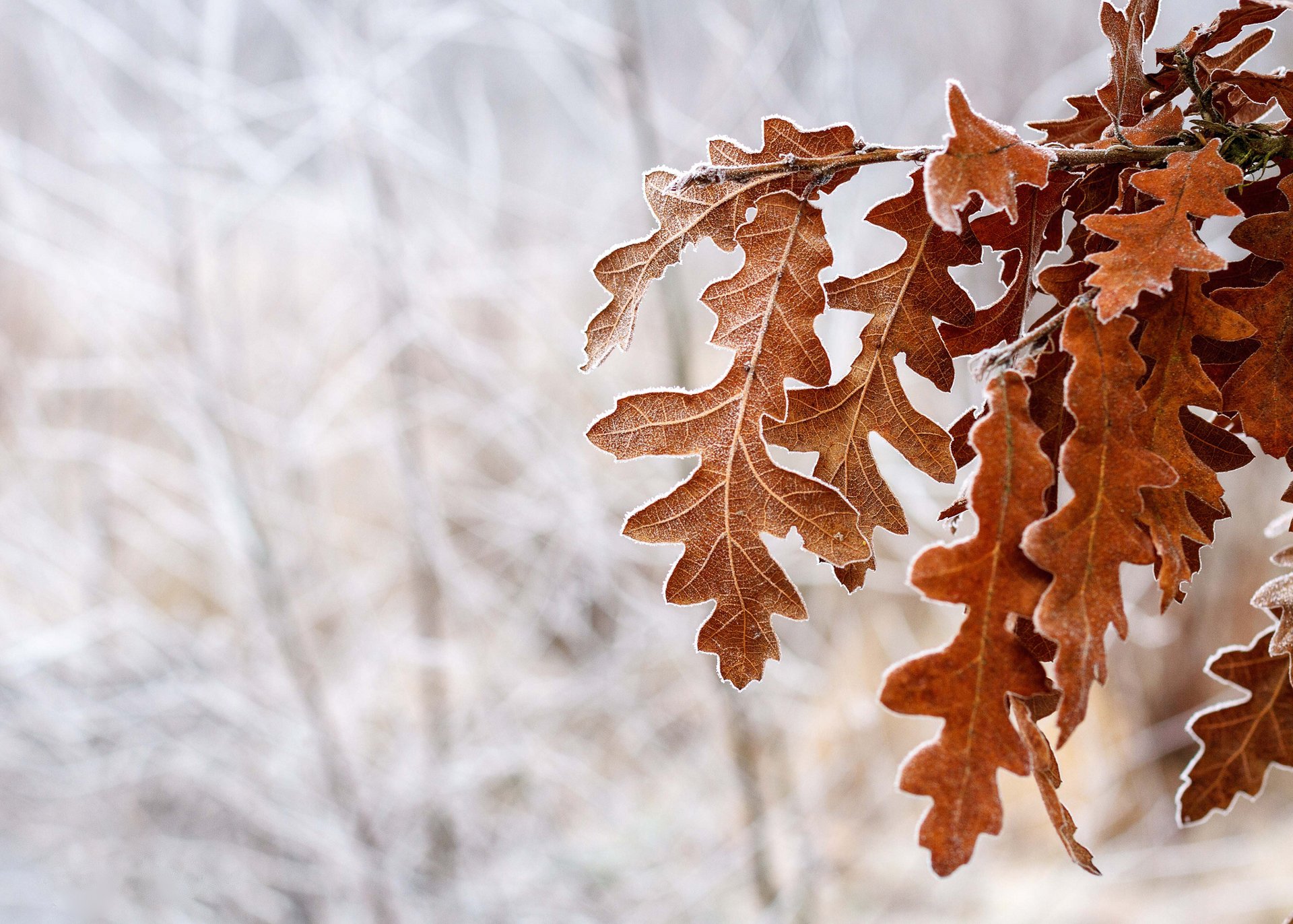 baum eiche blätter braun frost schnee winter kälte jahreszeit im wald