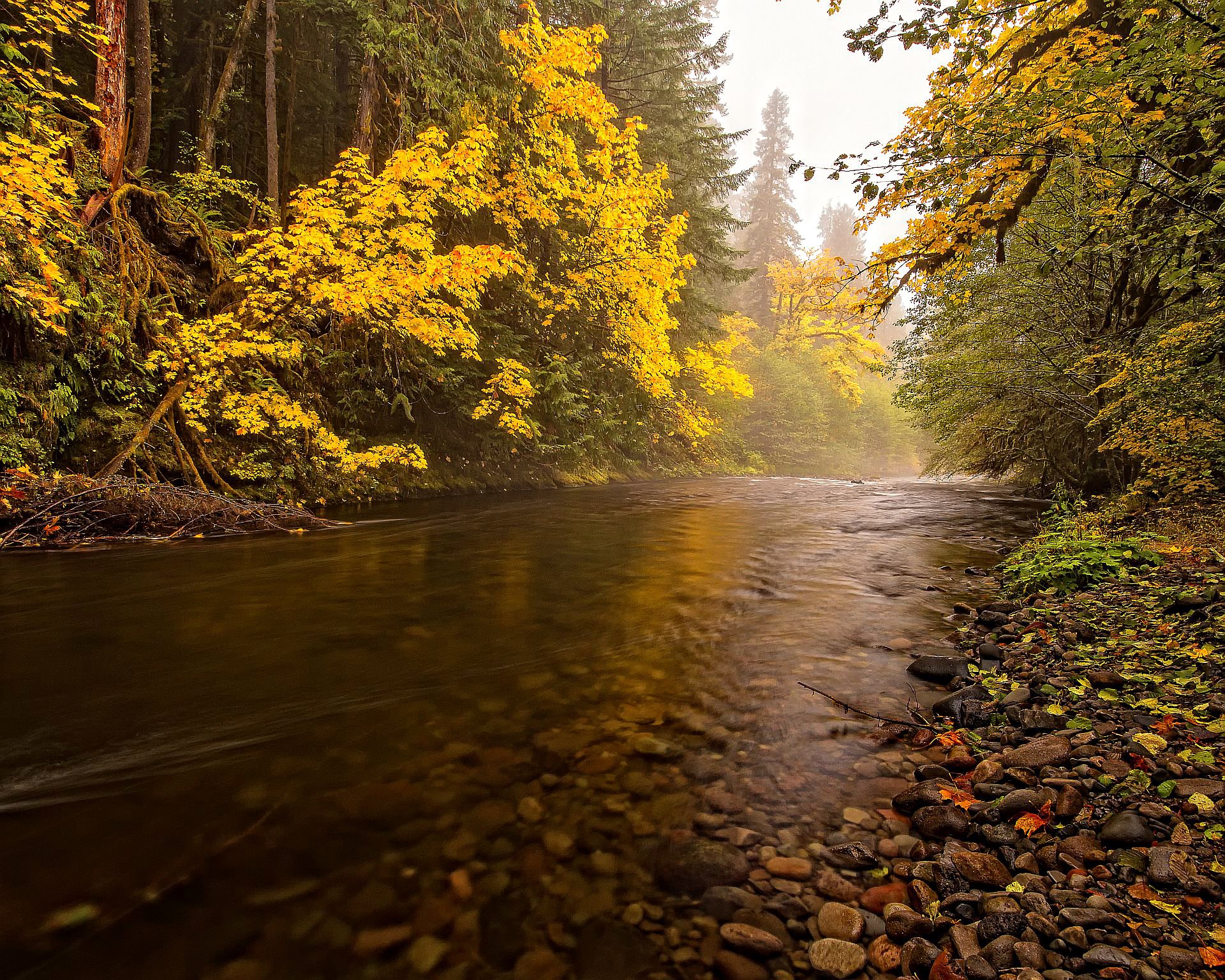 cielo foresta alberi fiume pietre autunno