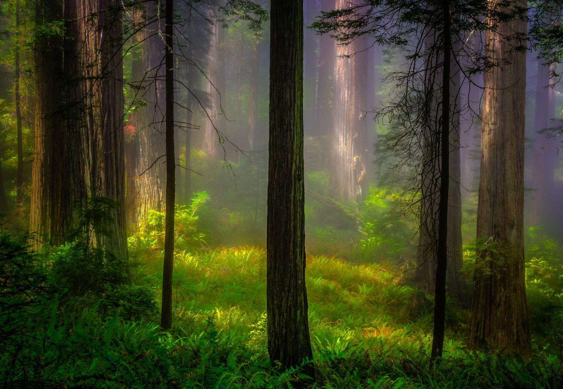 états-unis californie parc national de redwood forêt arbres lumière matin nature