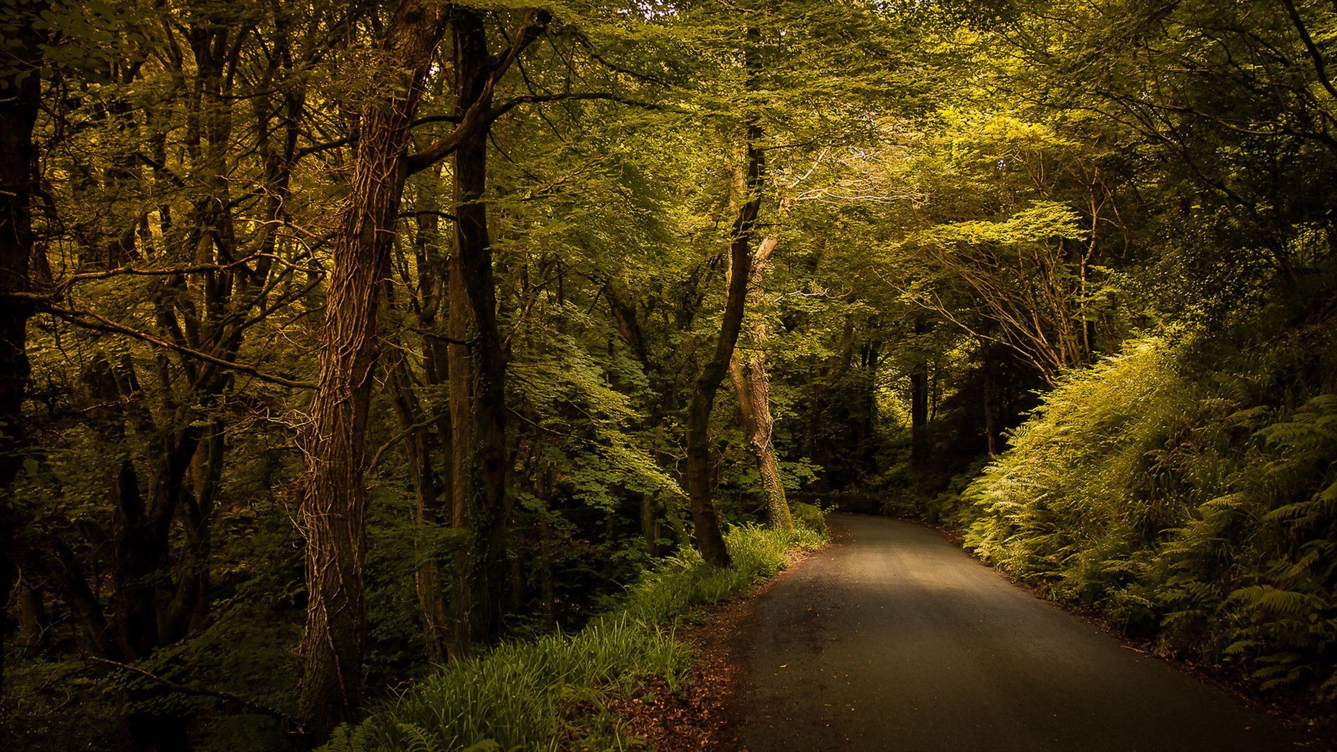 straße wald natur