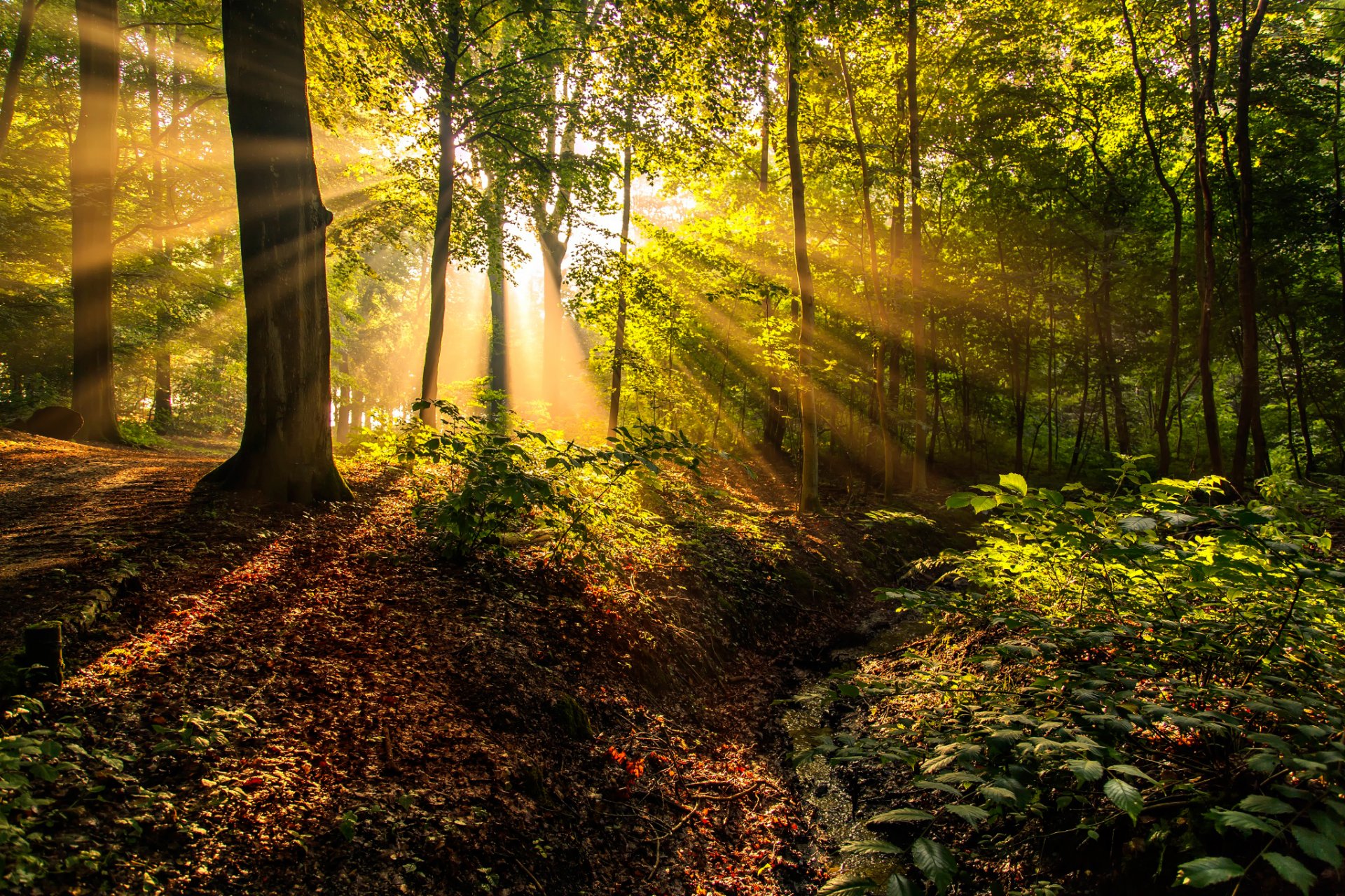 bosque sol rayos