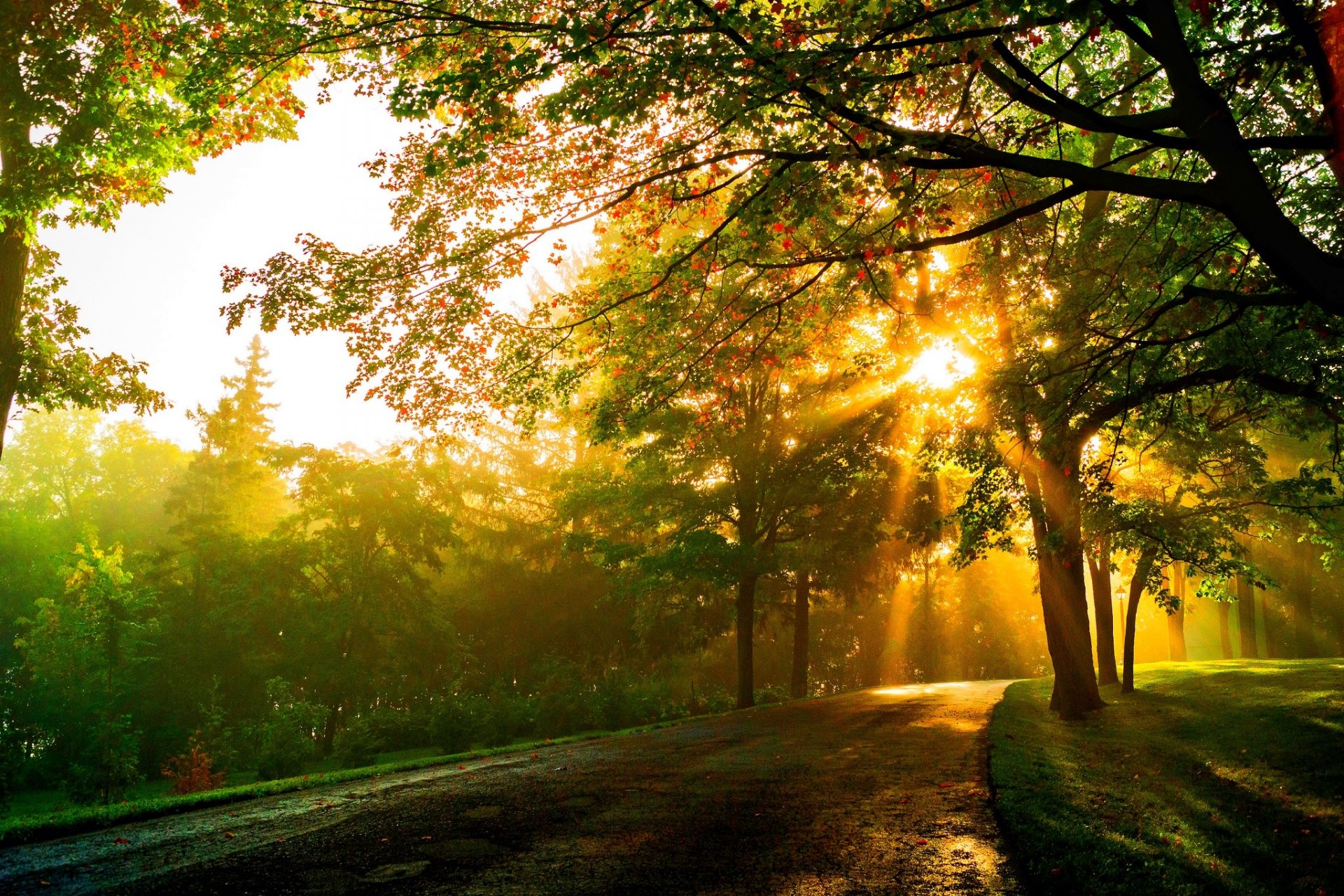 nature sunset forest park trees leaves colorful road autumn fall colors walk