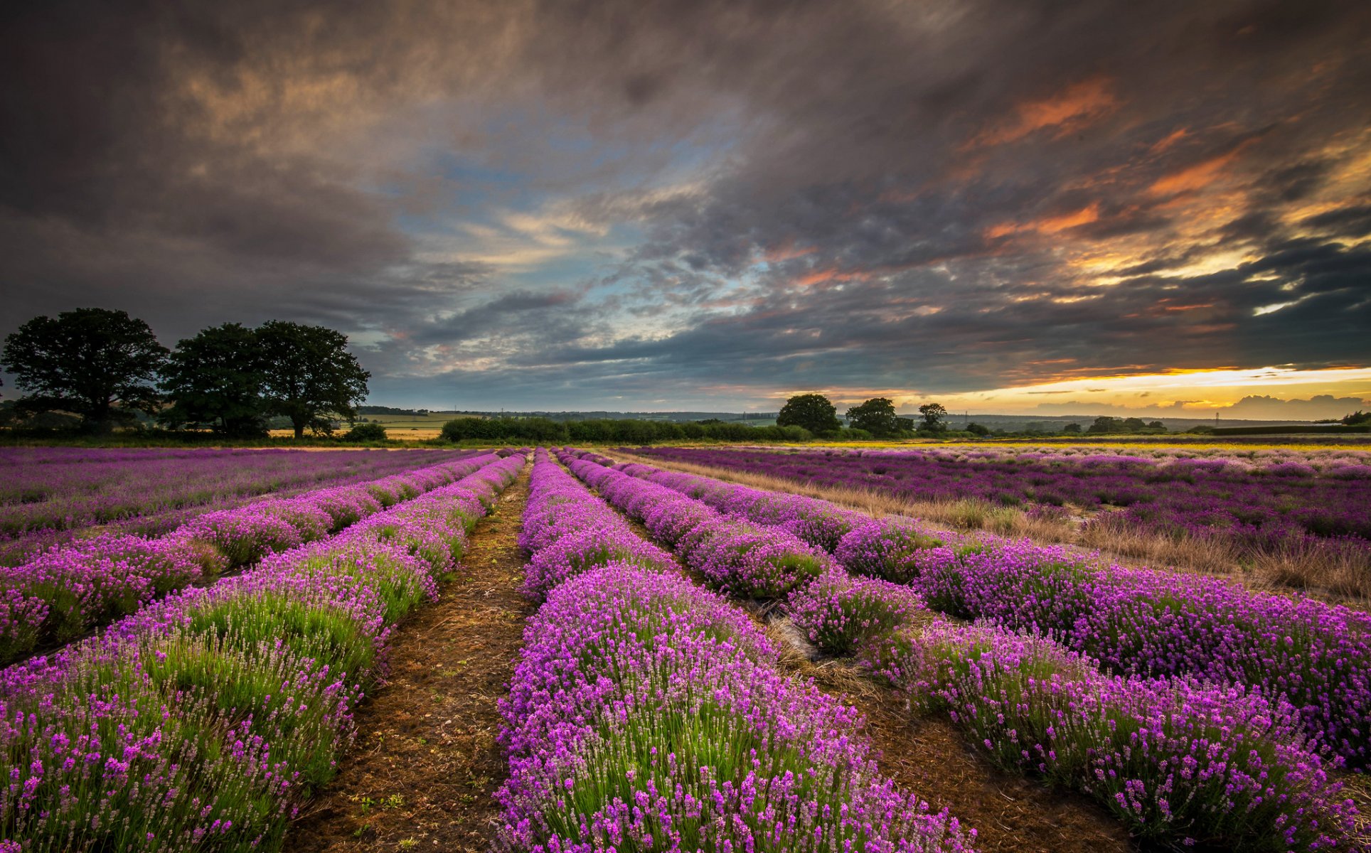 anglia wielka brytania hrabstwo hampshire pole lawenda chmury zachód słońca natura