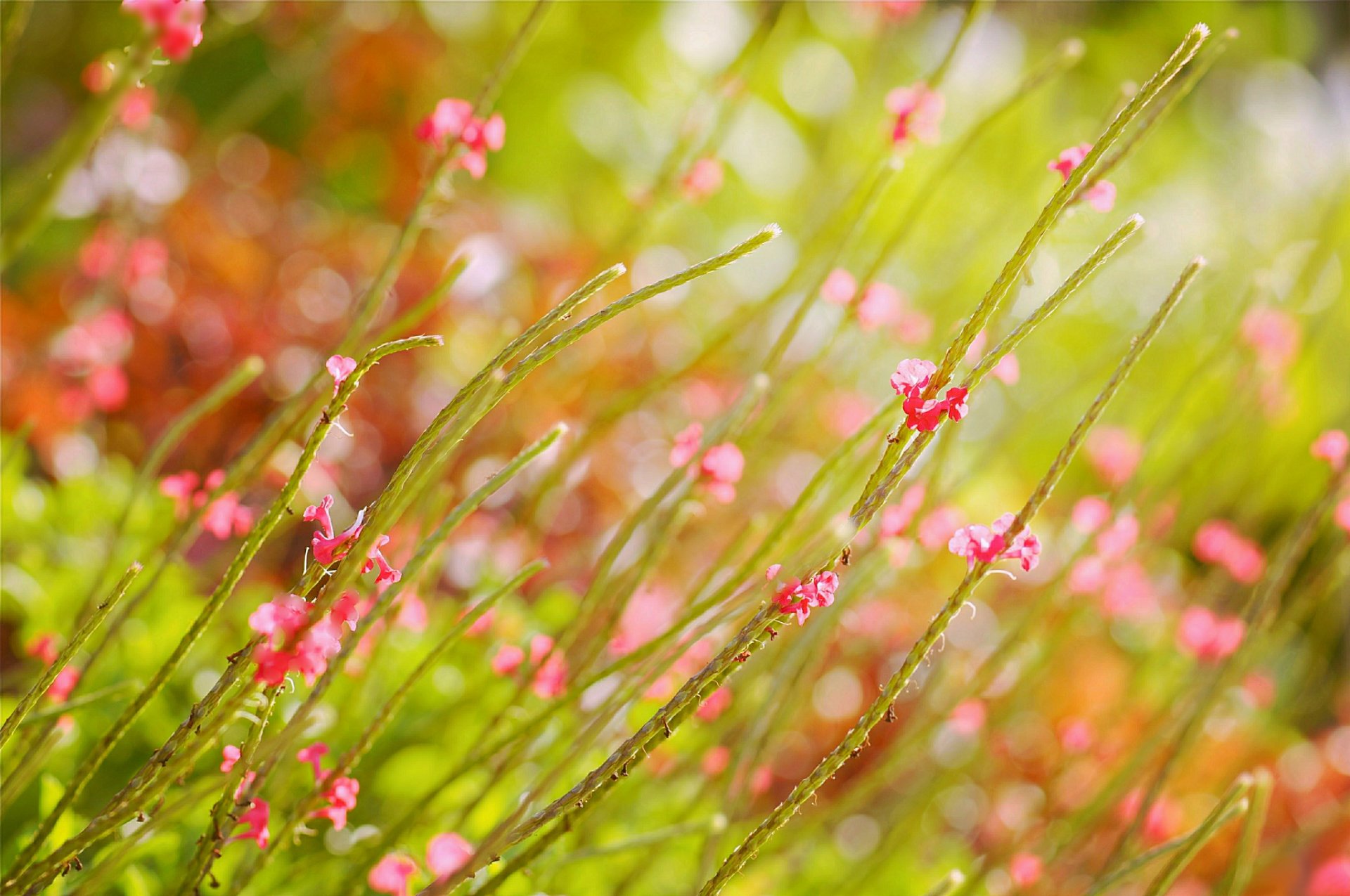 sommer feld blumen rosa blendung unschärfe