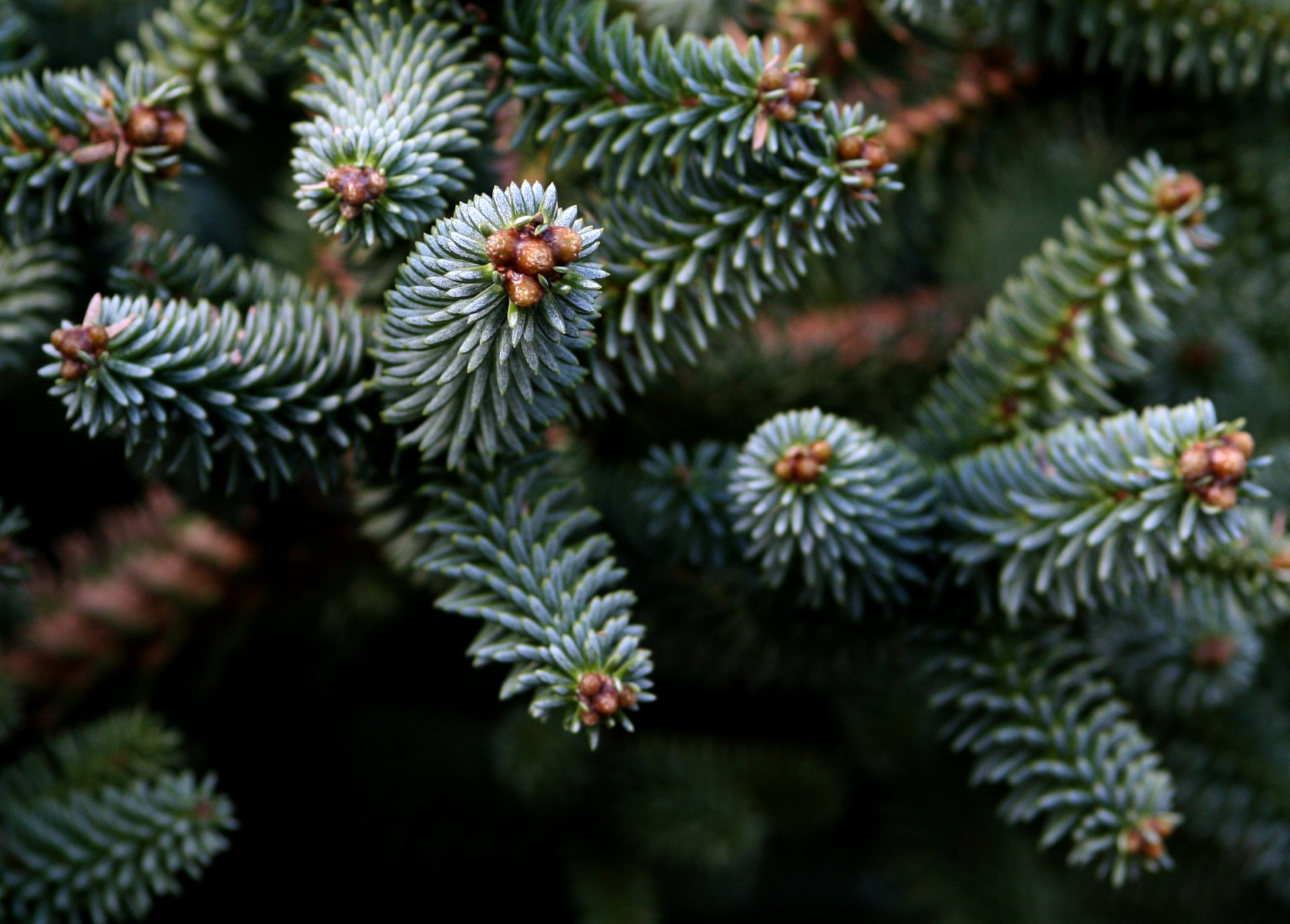 nature spruce branch tree needles needle