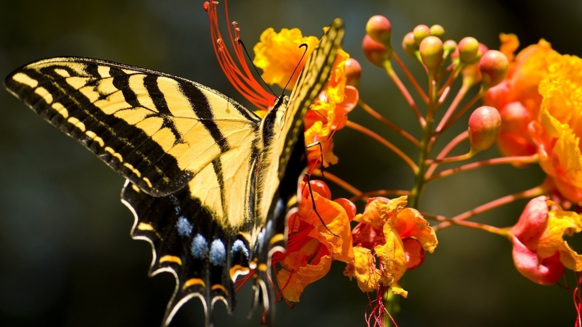 бабочка махаон цветы оранжевые papilіo machaon