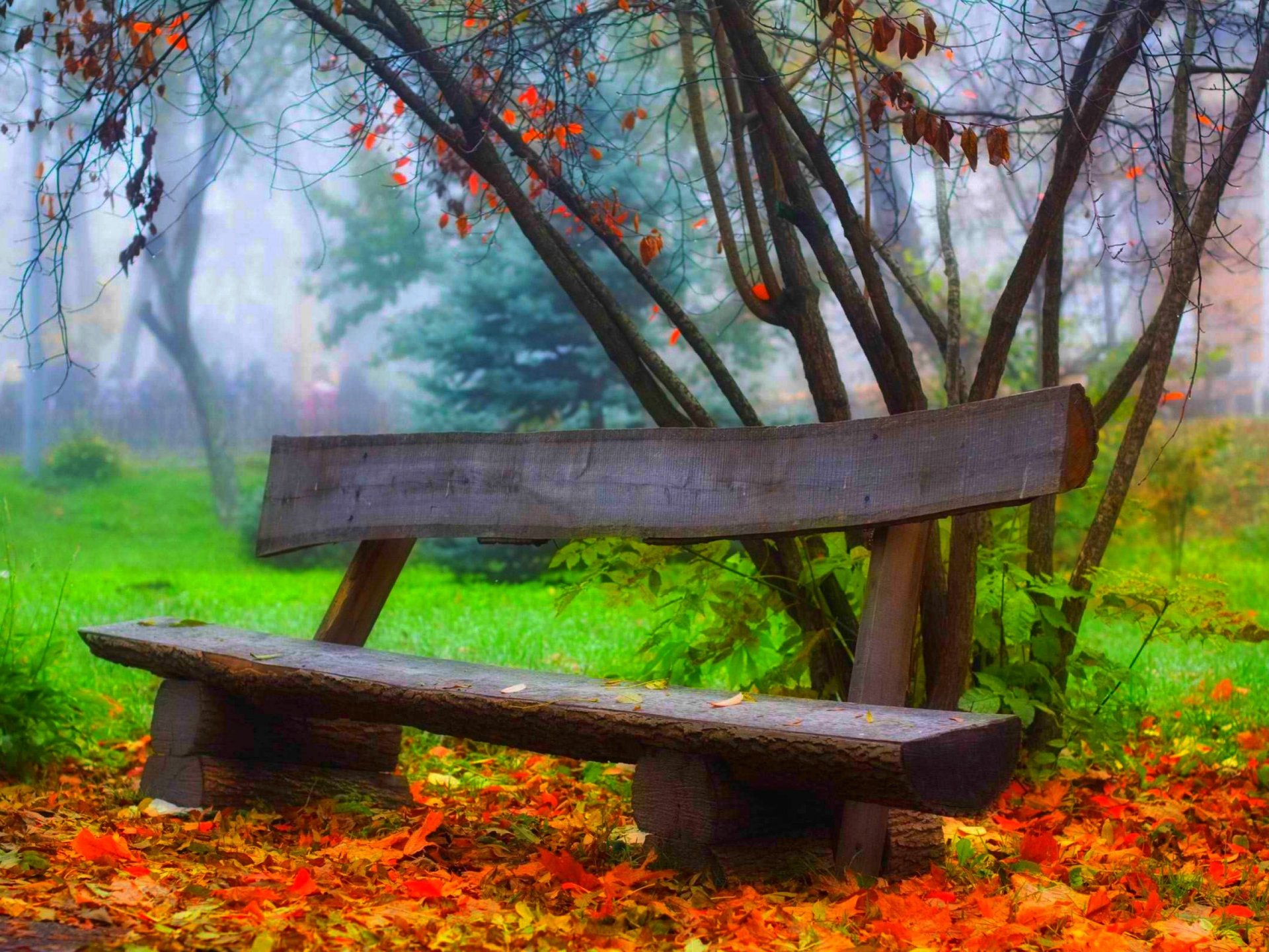 leaves trees forest park grass road colors autumn walk hdr nature bench tree