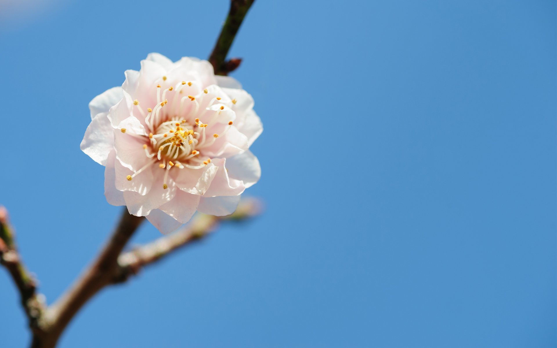 branch flower spring tree sky