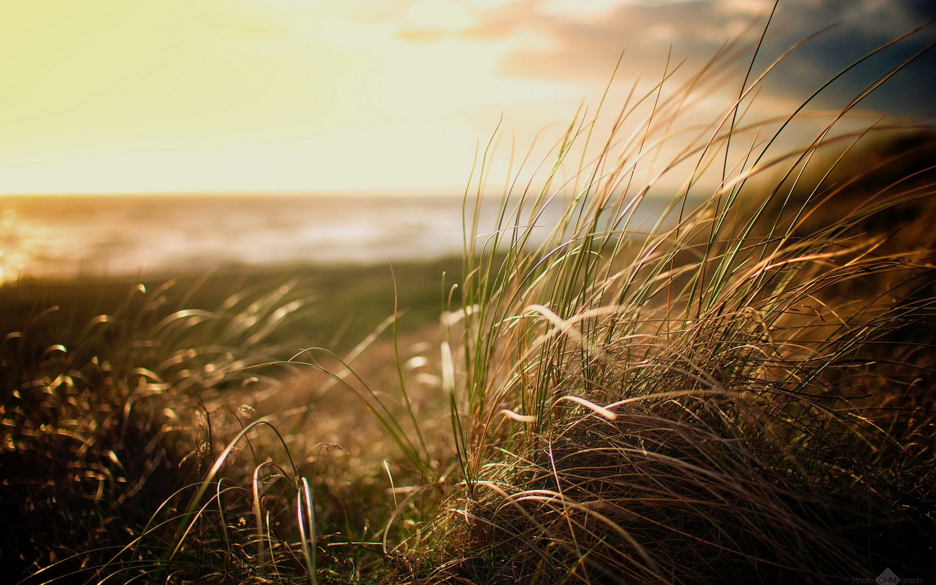 strand gras natur