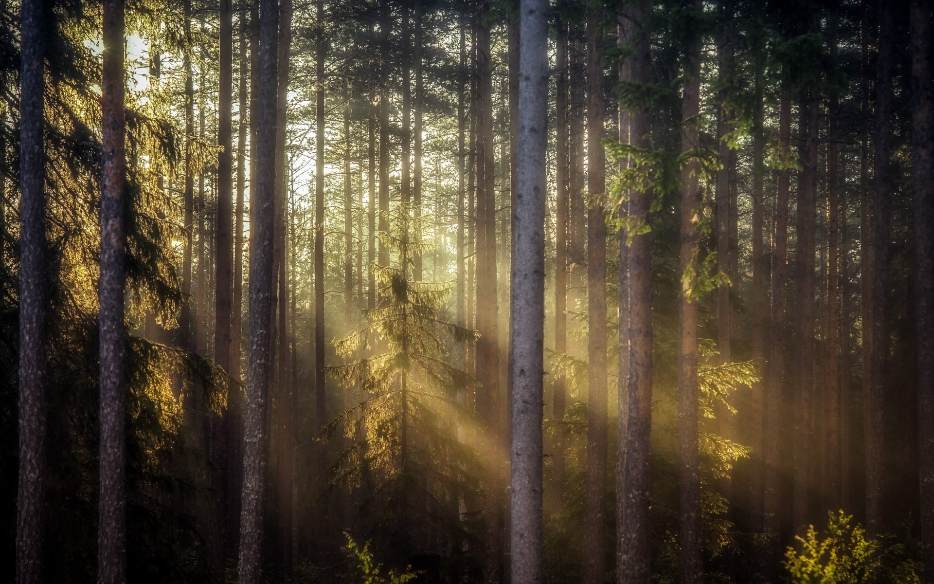 forest morning light nature