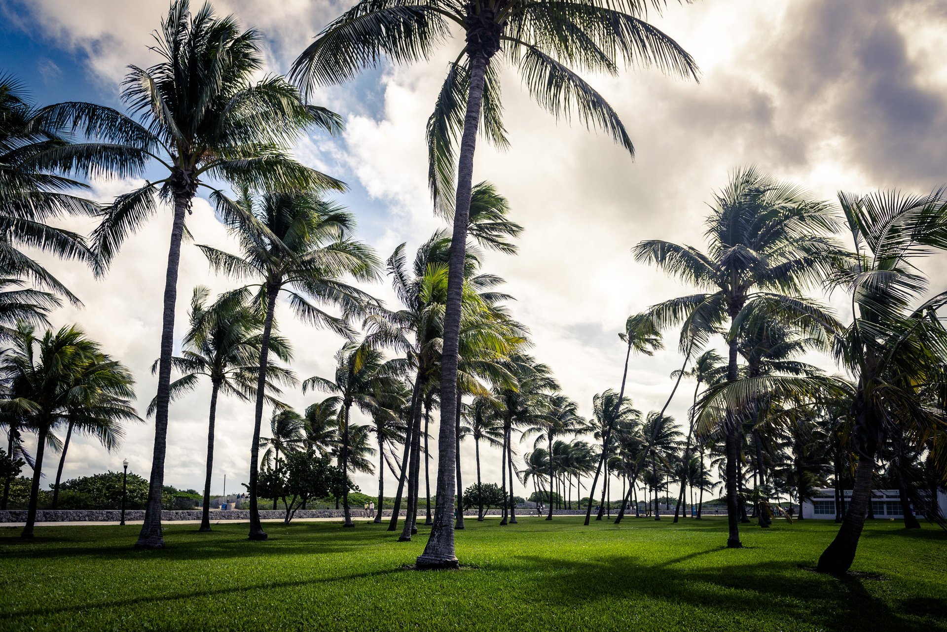 art déco palmier miami plage floride usa ciel nuage herbe parc art déco palmier palmiers