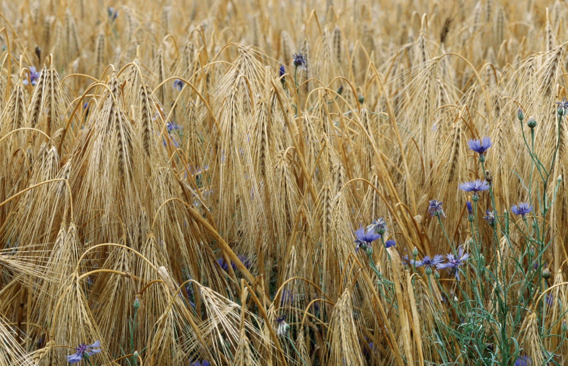 champ blé épillets fleurs bleuets