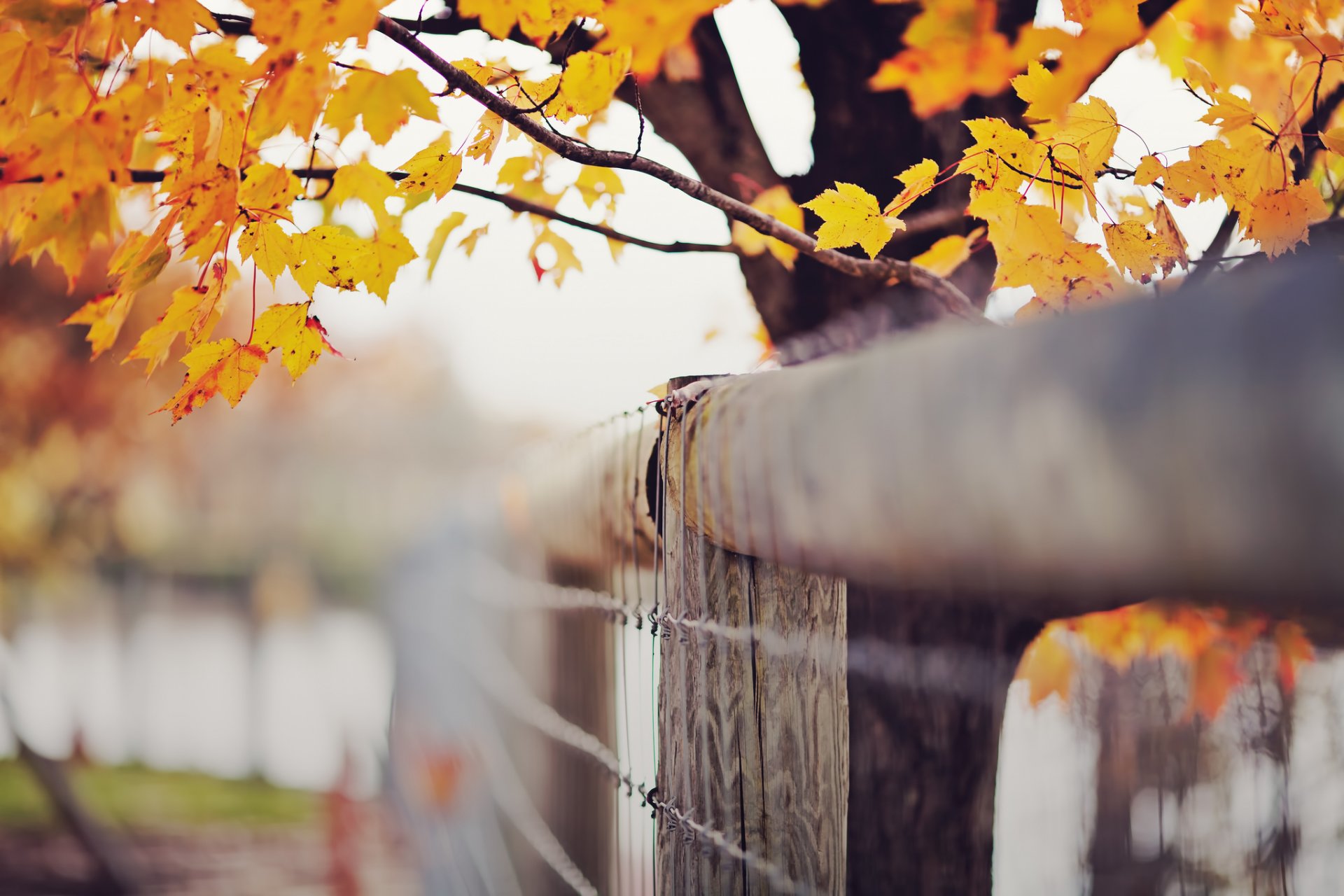 herbst september blätter