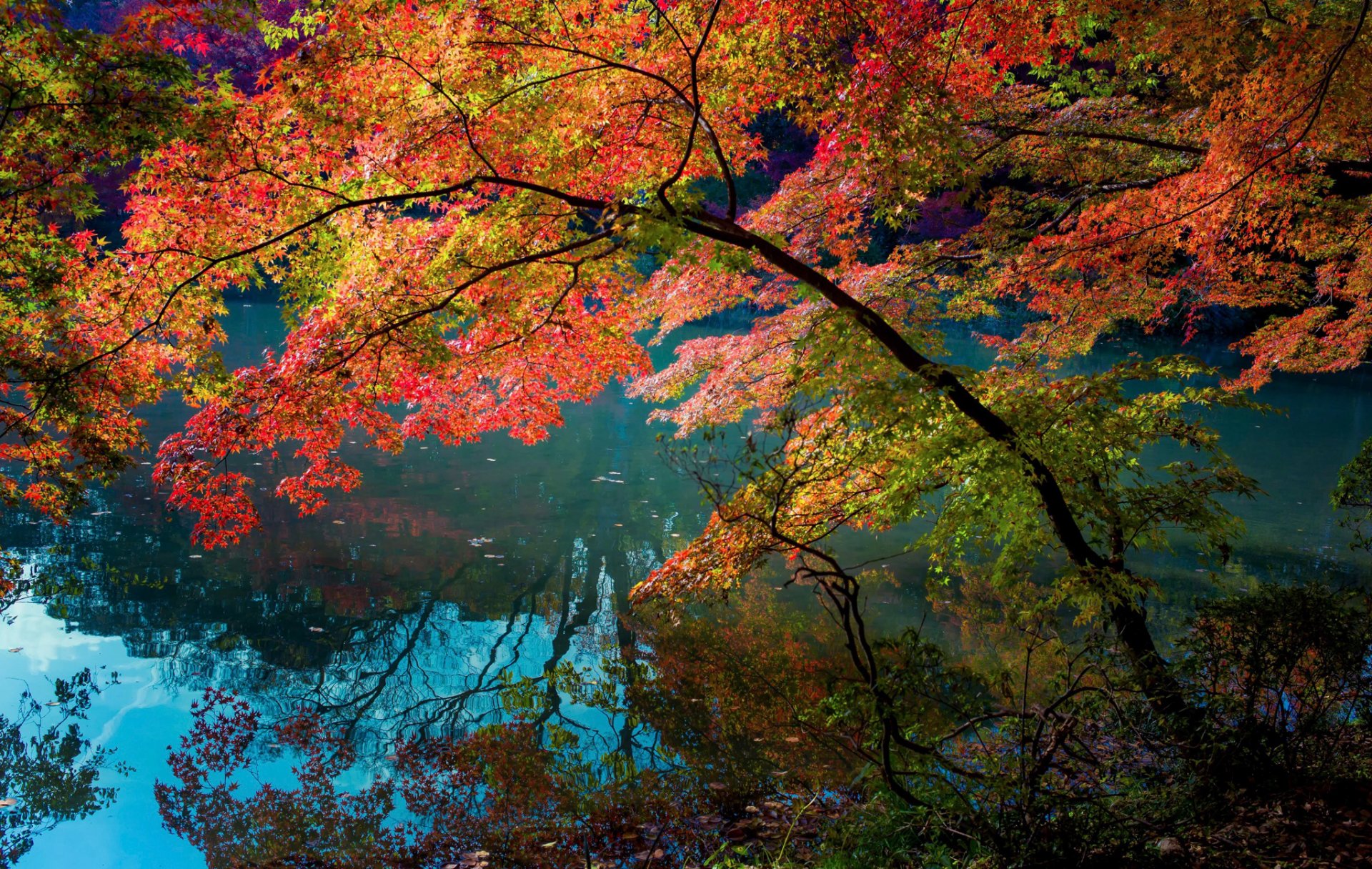 fiume riflessione alberi foglie colori