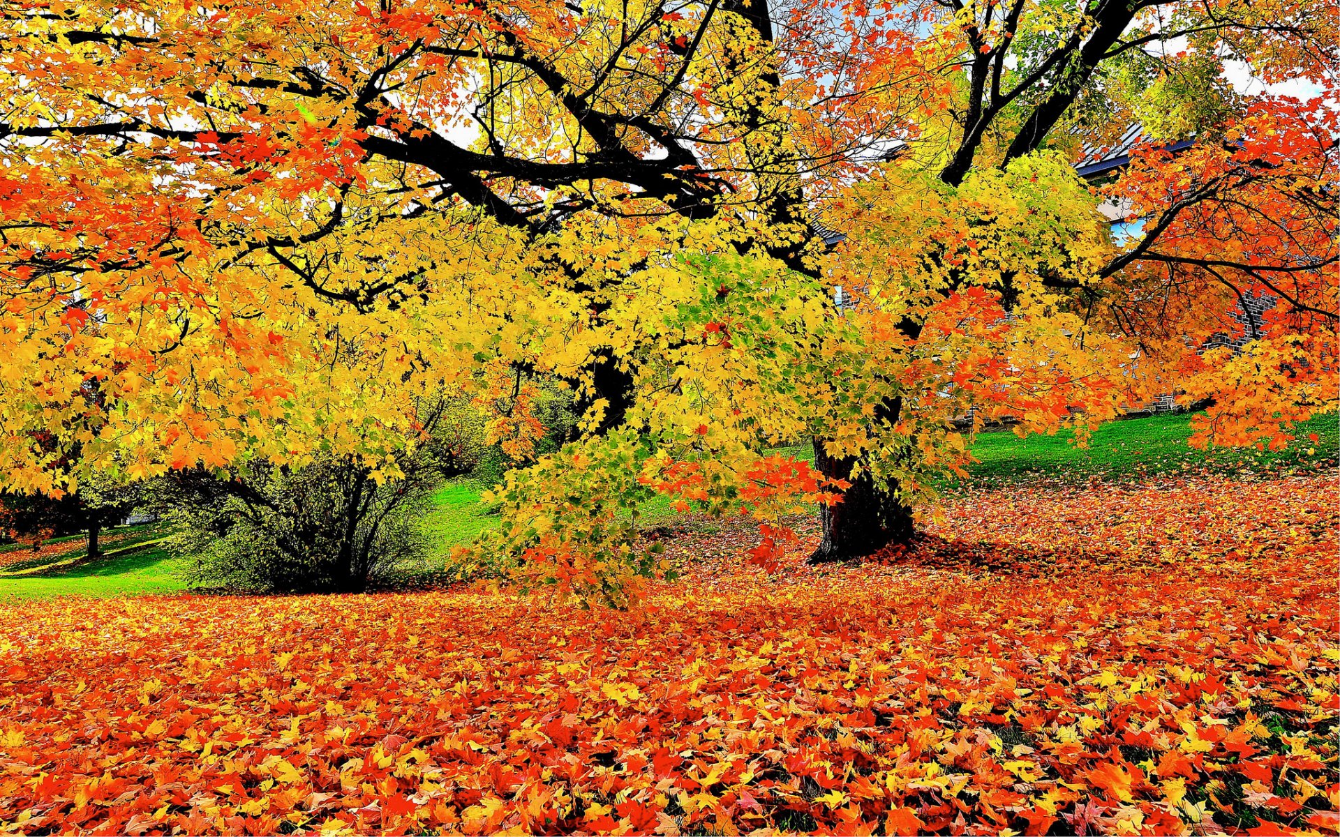 autumn earlier tree foliage the fallen flower