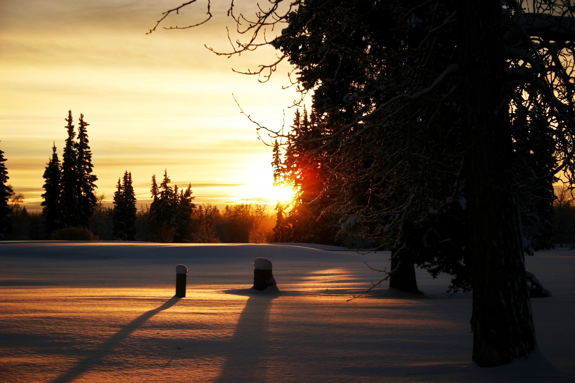 forest winter branch sun snow hemp tree night sunset