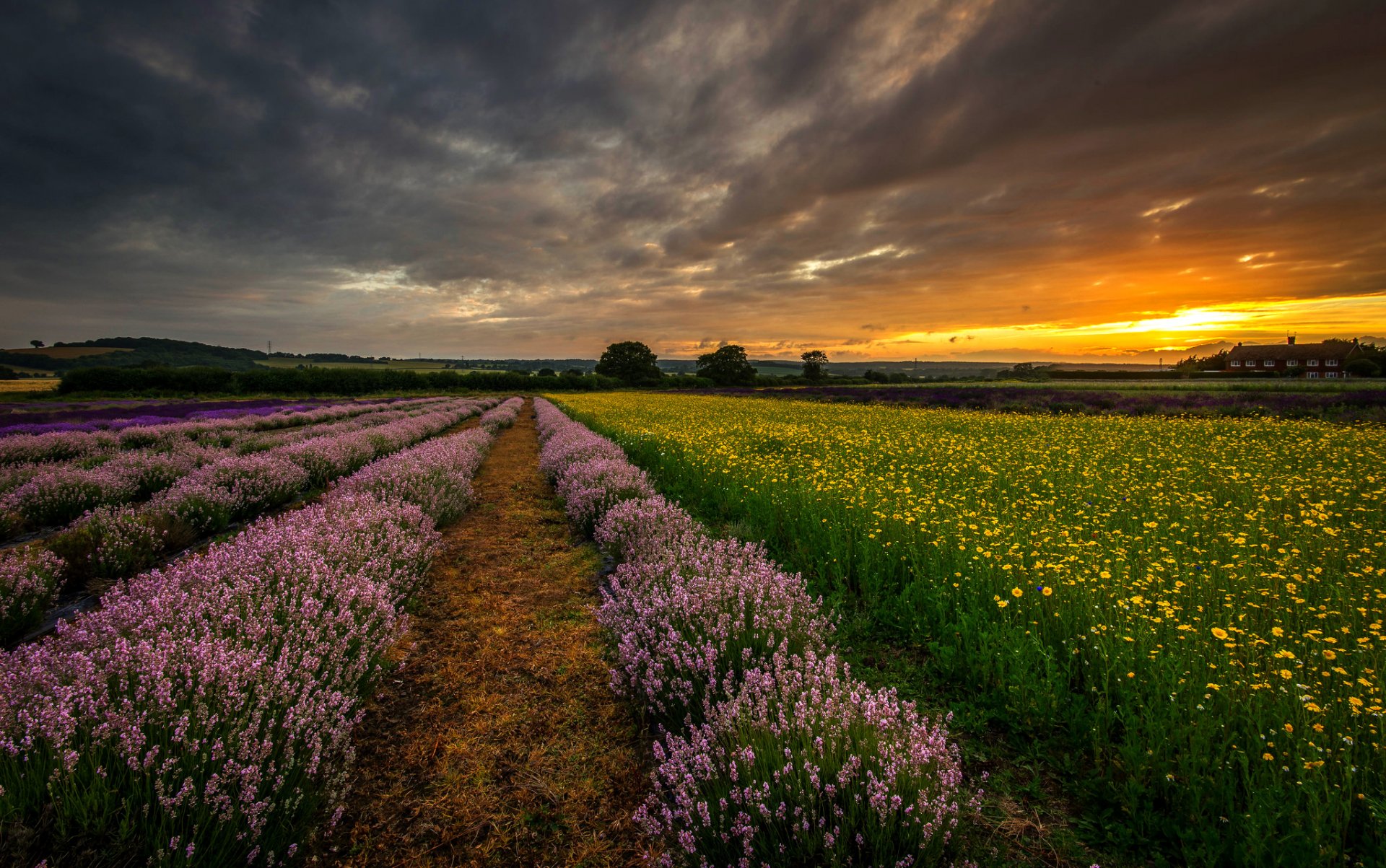 england großbritannien hampshire feld blumen lavendel abend sonnenuntergang natur