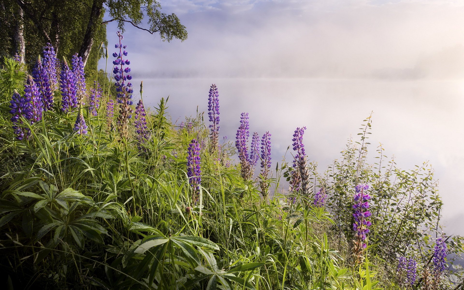 lago nebbia fiori natura paesaggio