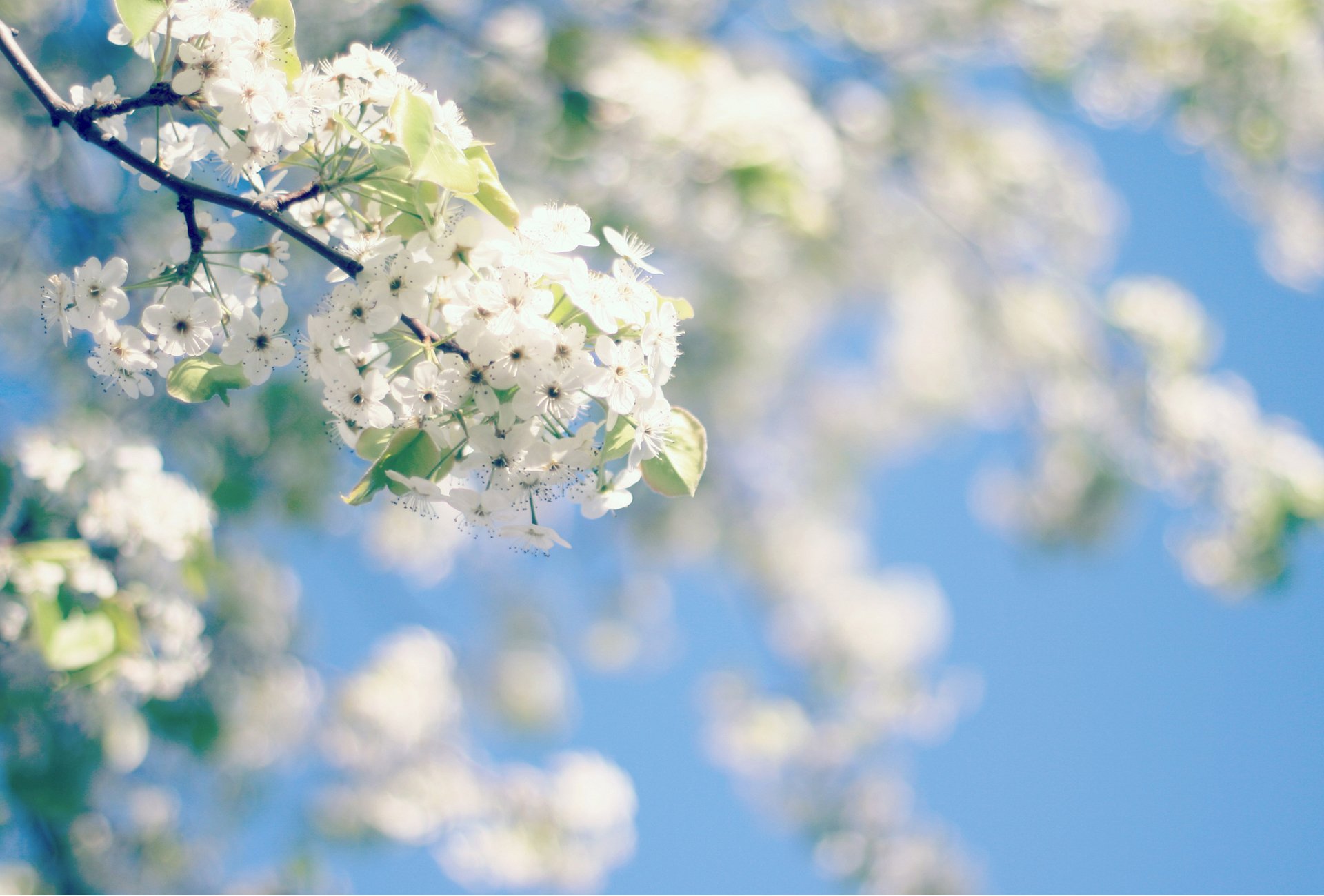 pring tree flower bloom sky