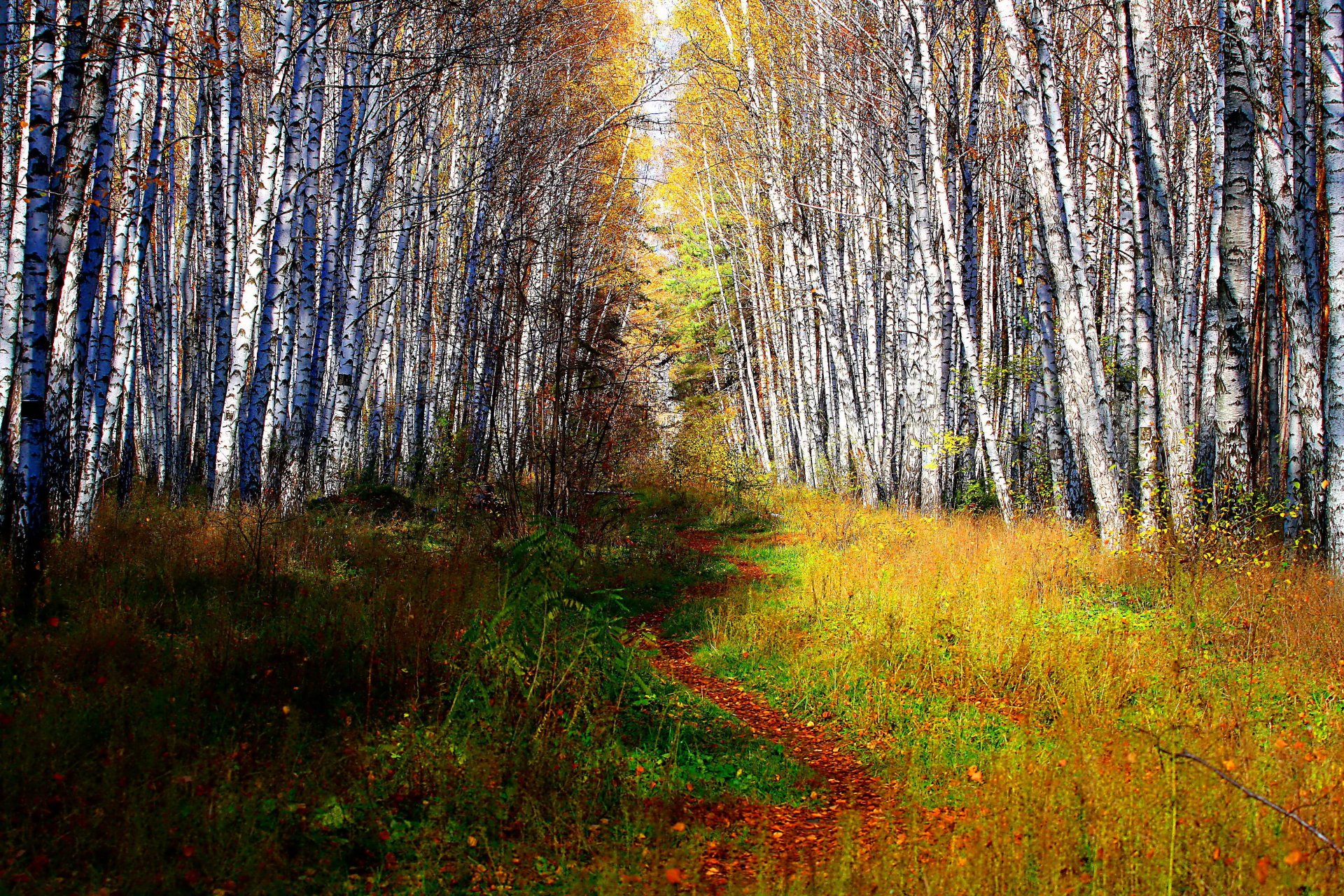 foresta alberi tronchi sentiero cespugli vegetazione erba vegetazione