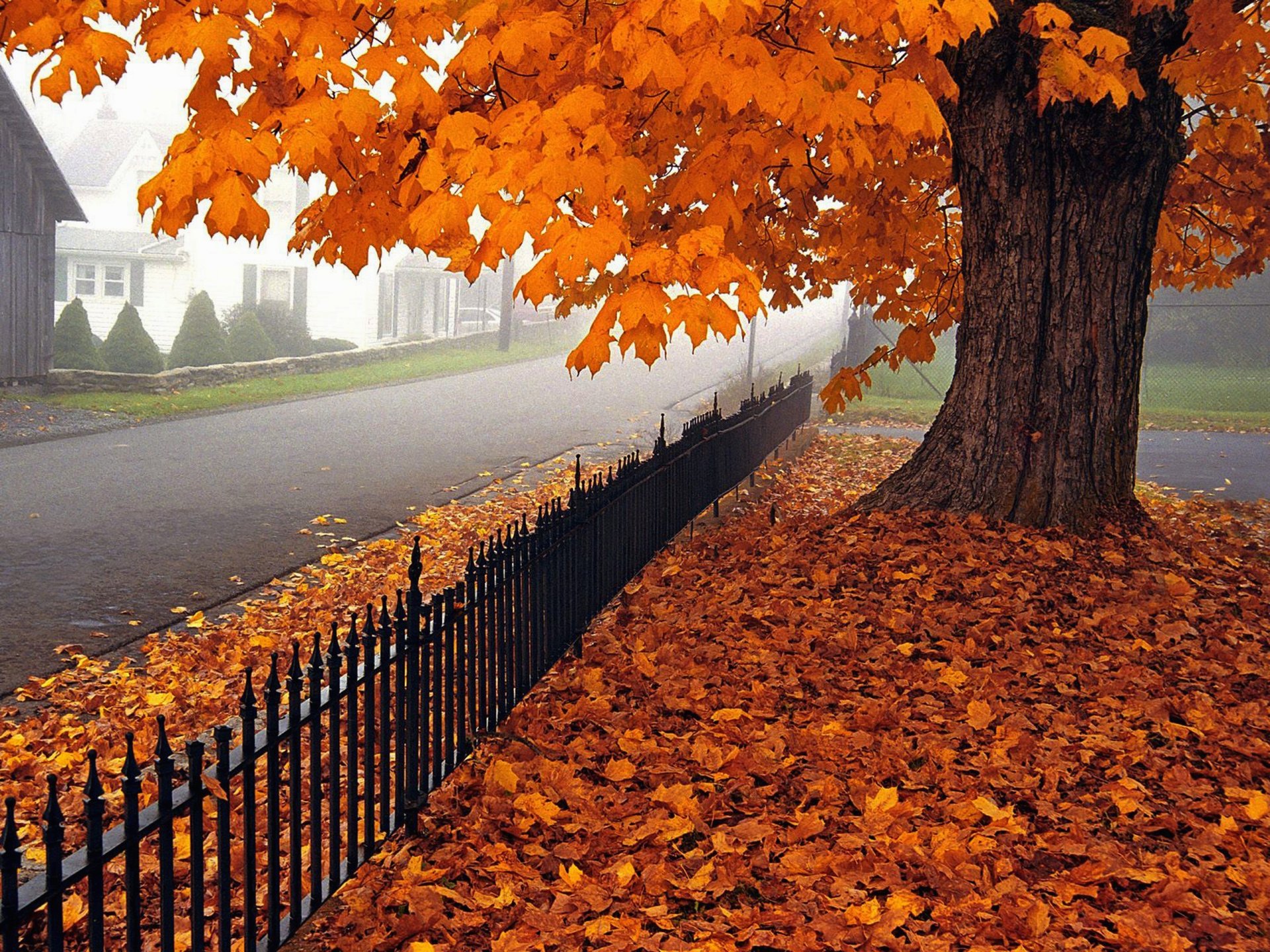 nature feuilles arbres automne villa maisons architecture vila maison paysage