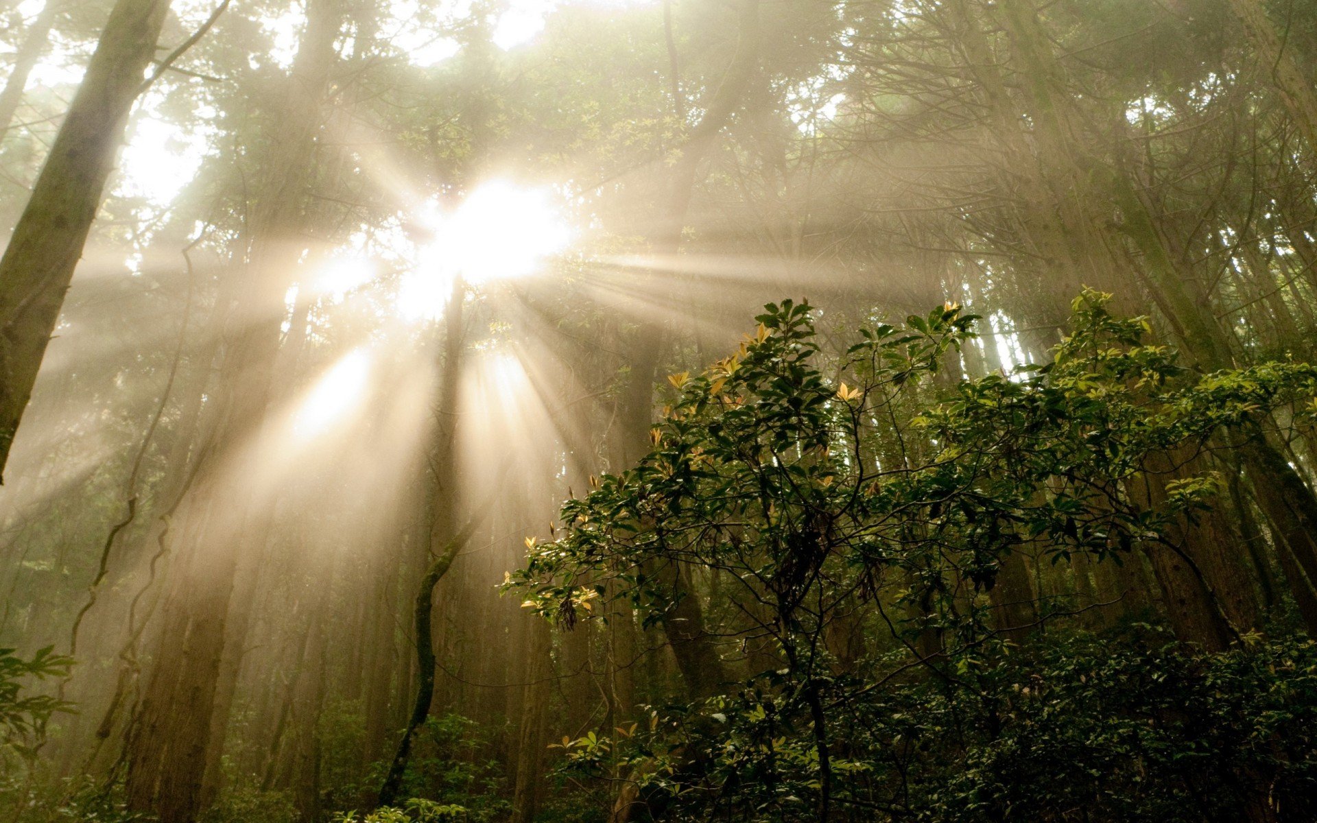 sommer wald morgen bäume büsche nebel strahlen natur foto