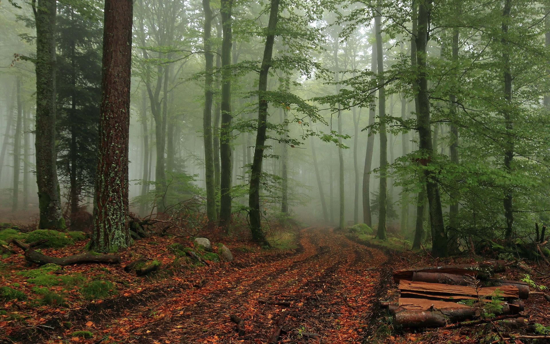 foresta nebbia natura