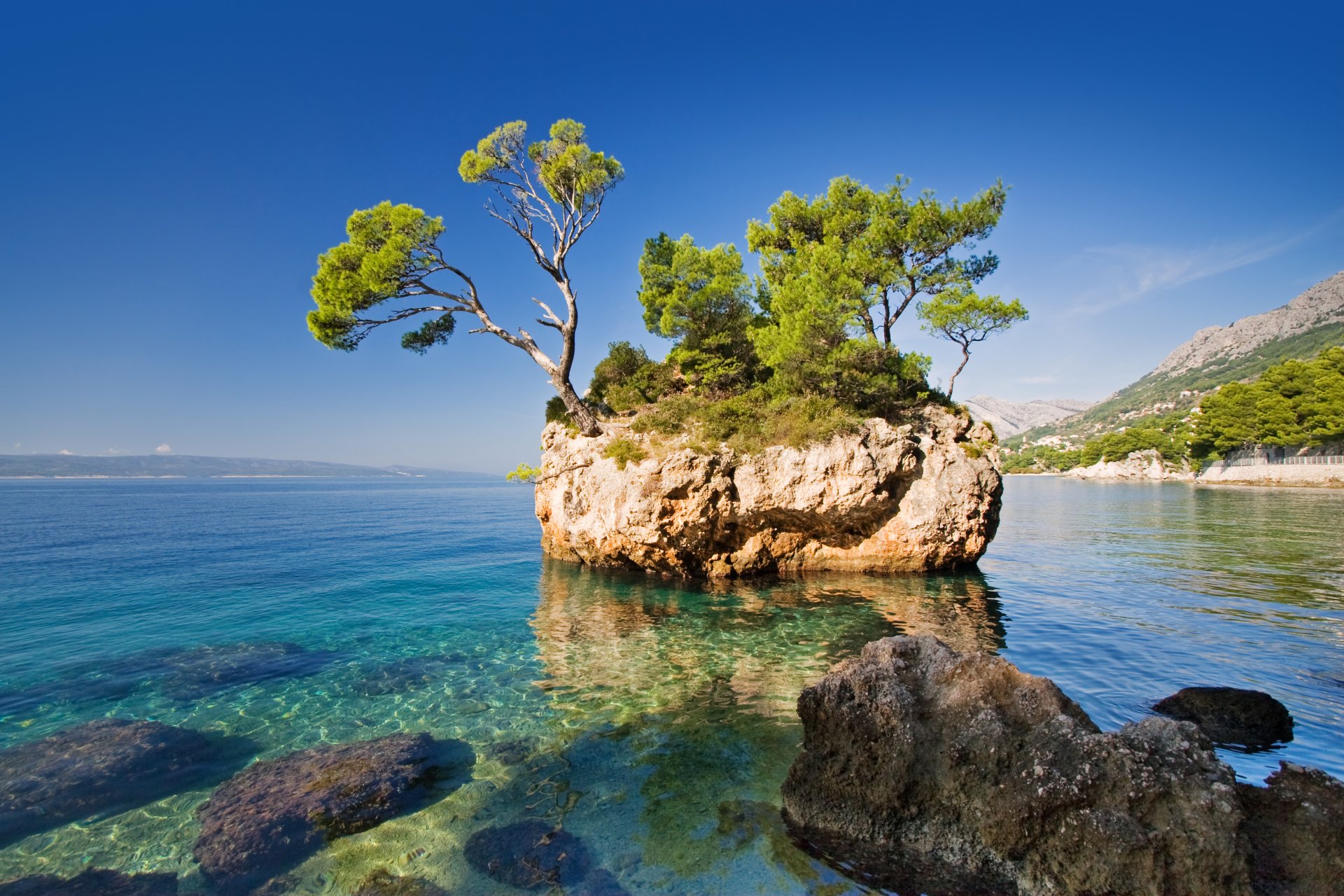 nature sea rock tree rock