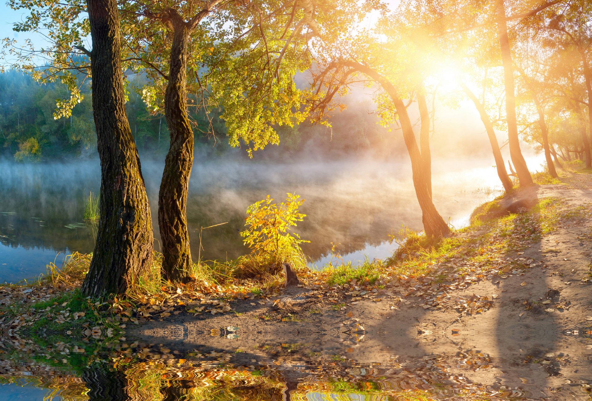 automne arbres brouillard lac soleil