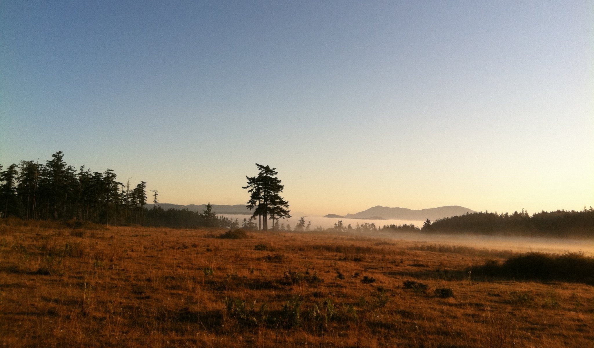 morgen berge nebel see natur nebel mit wiese und baum am morgen