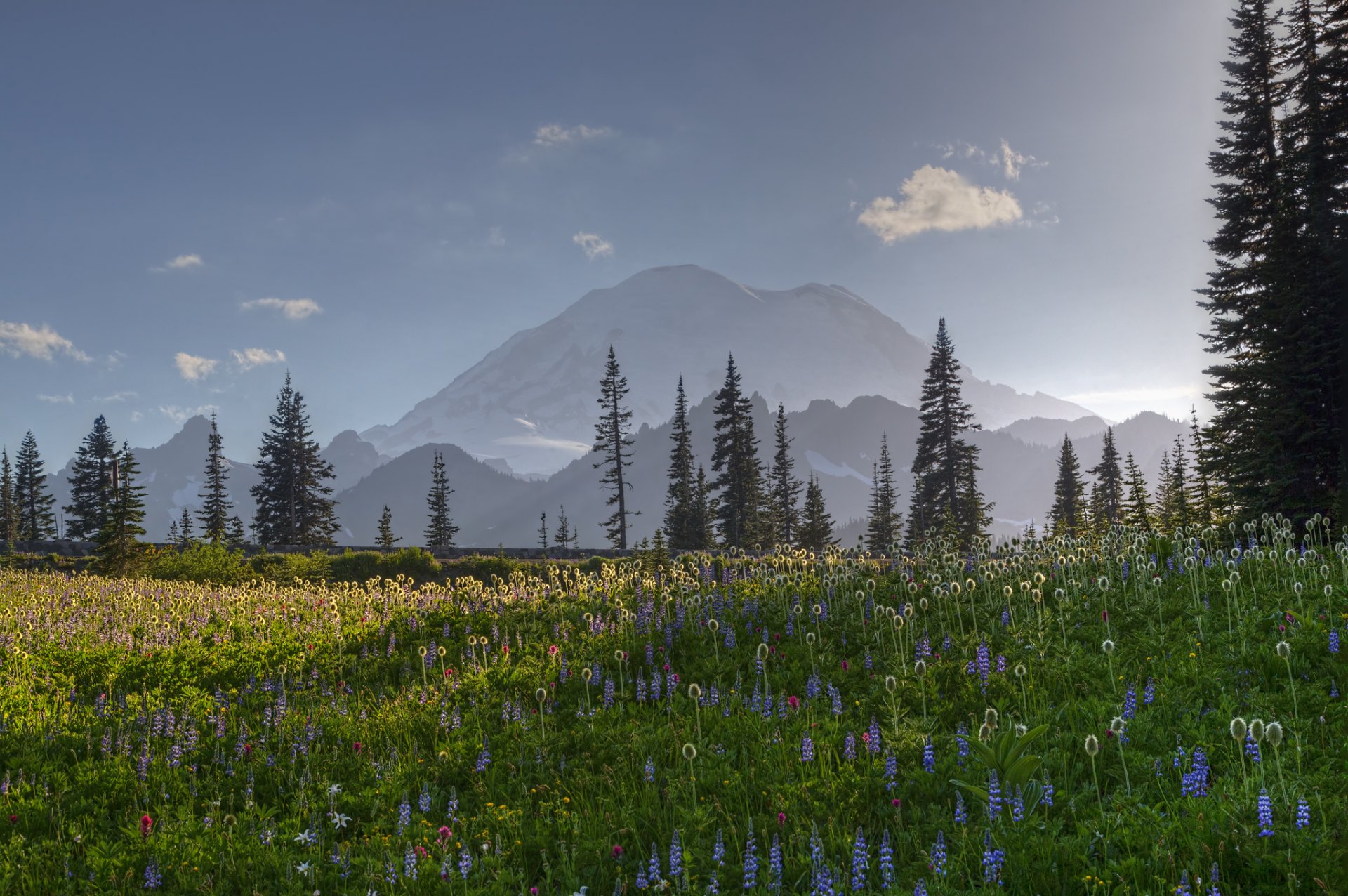 nature mountain landscape field flower forest