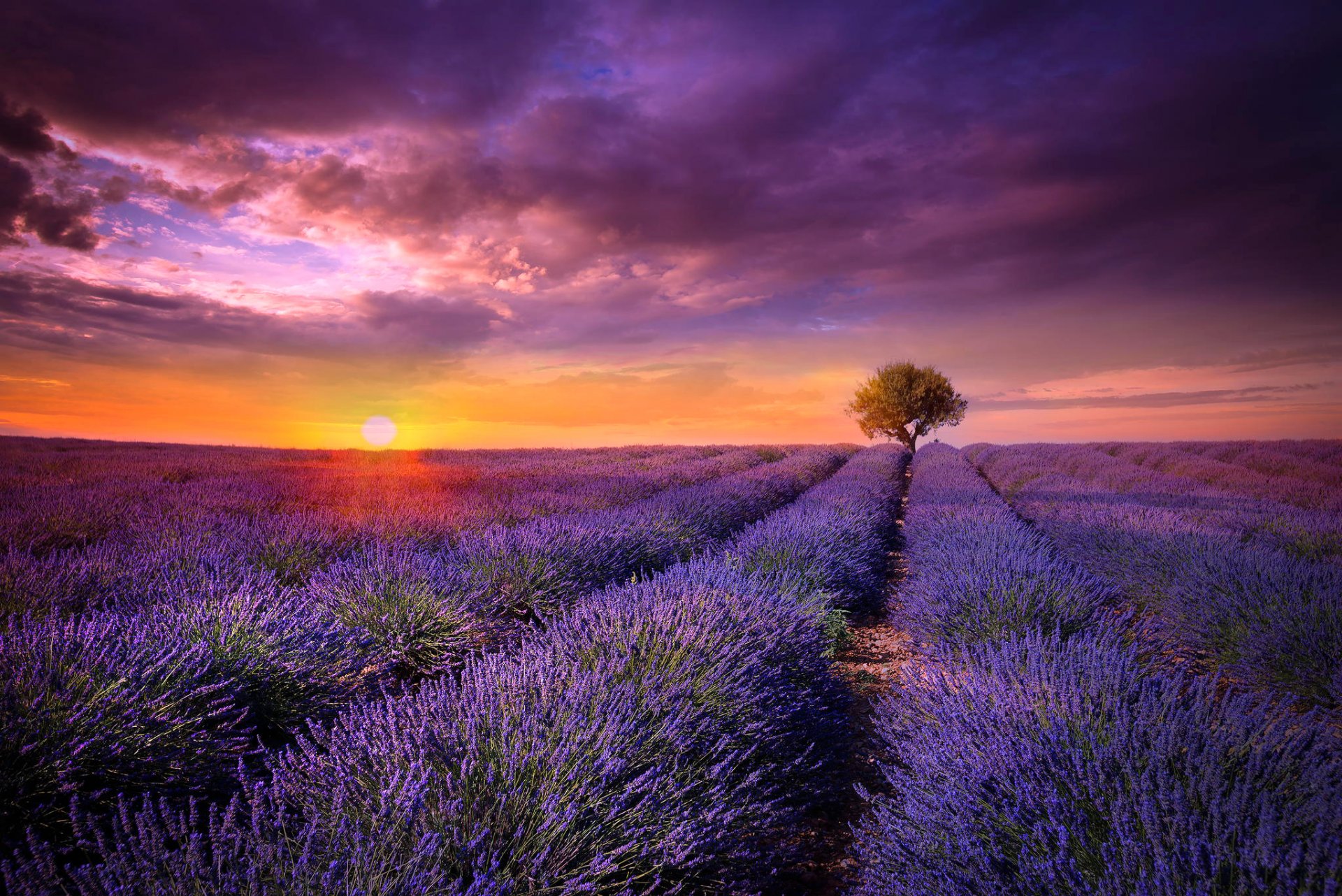 francia provenza campo lavanda fiori lilla albero sole tramonto