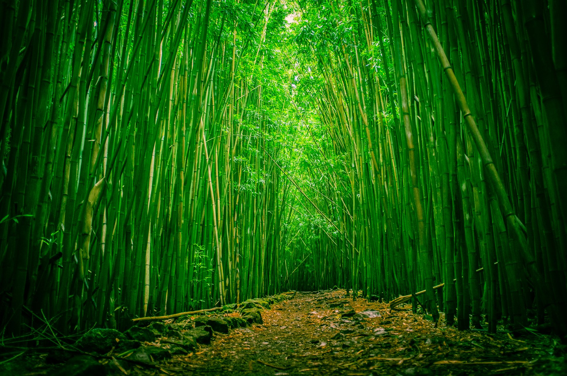 las bambus proseca park narodowy haleakala maui hawaje