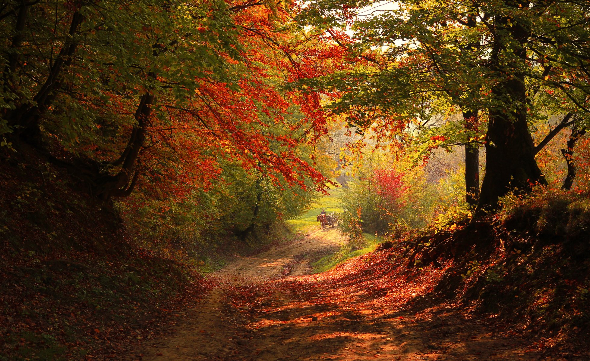 otoño bosque camino árboles caballo carro