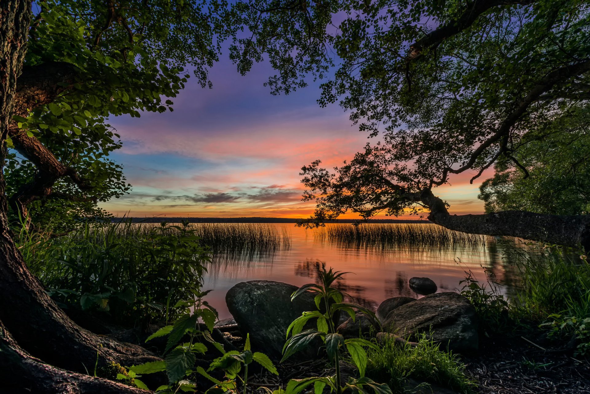 lago puesta de sol árboles ortiga