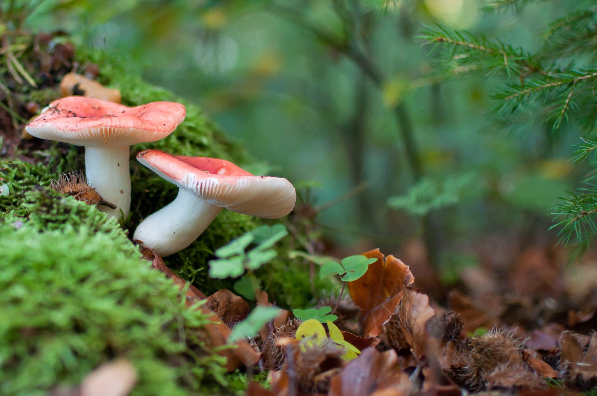 grzyby russula makro