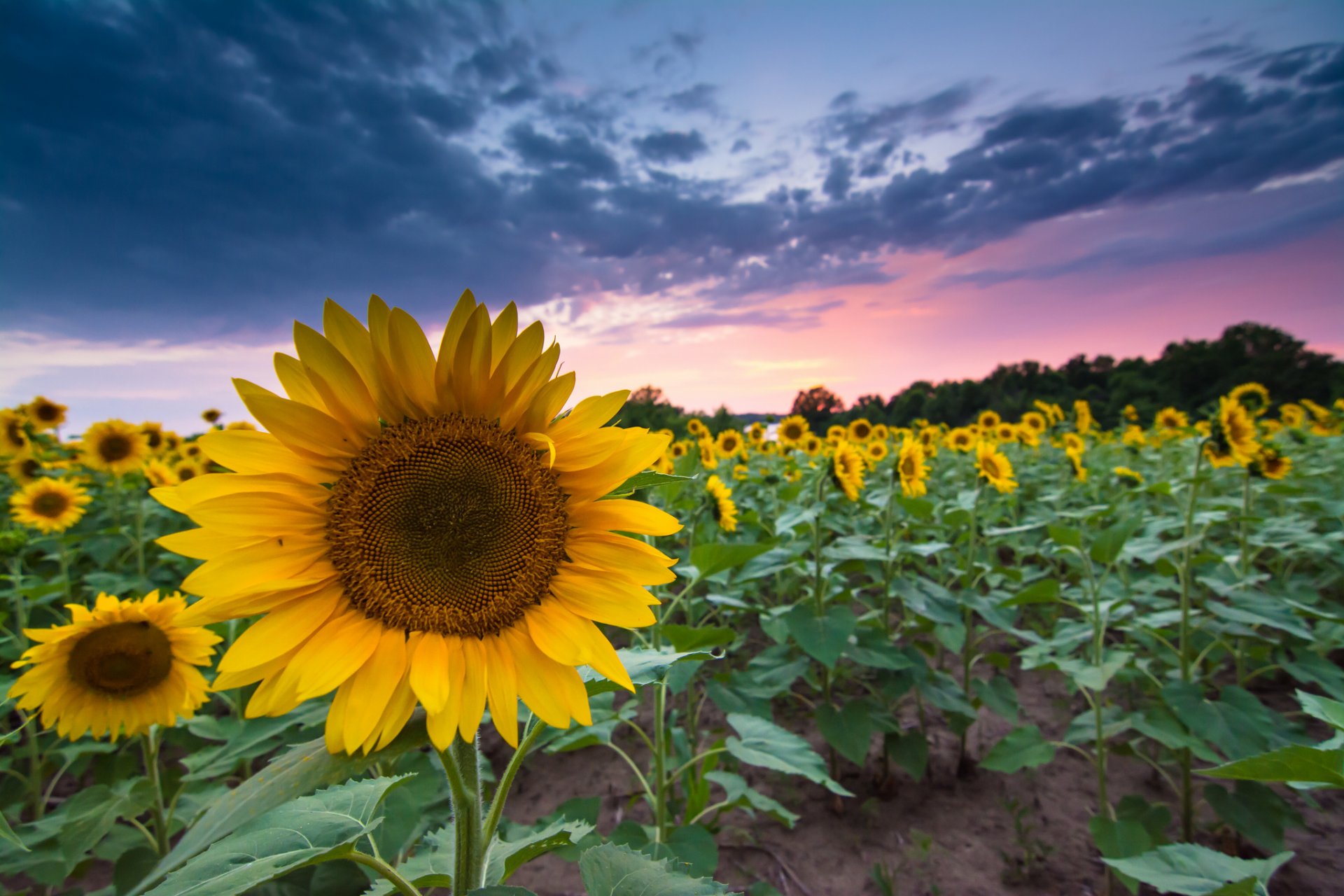 unflowers the field summer night sunset sky cloud