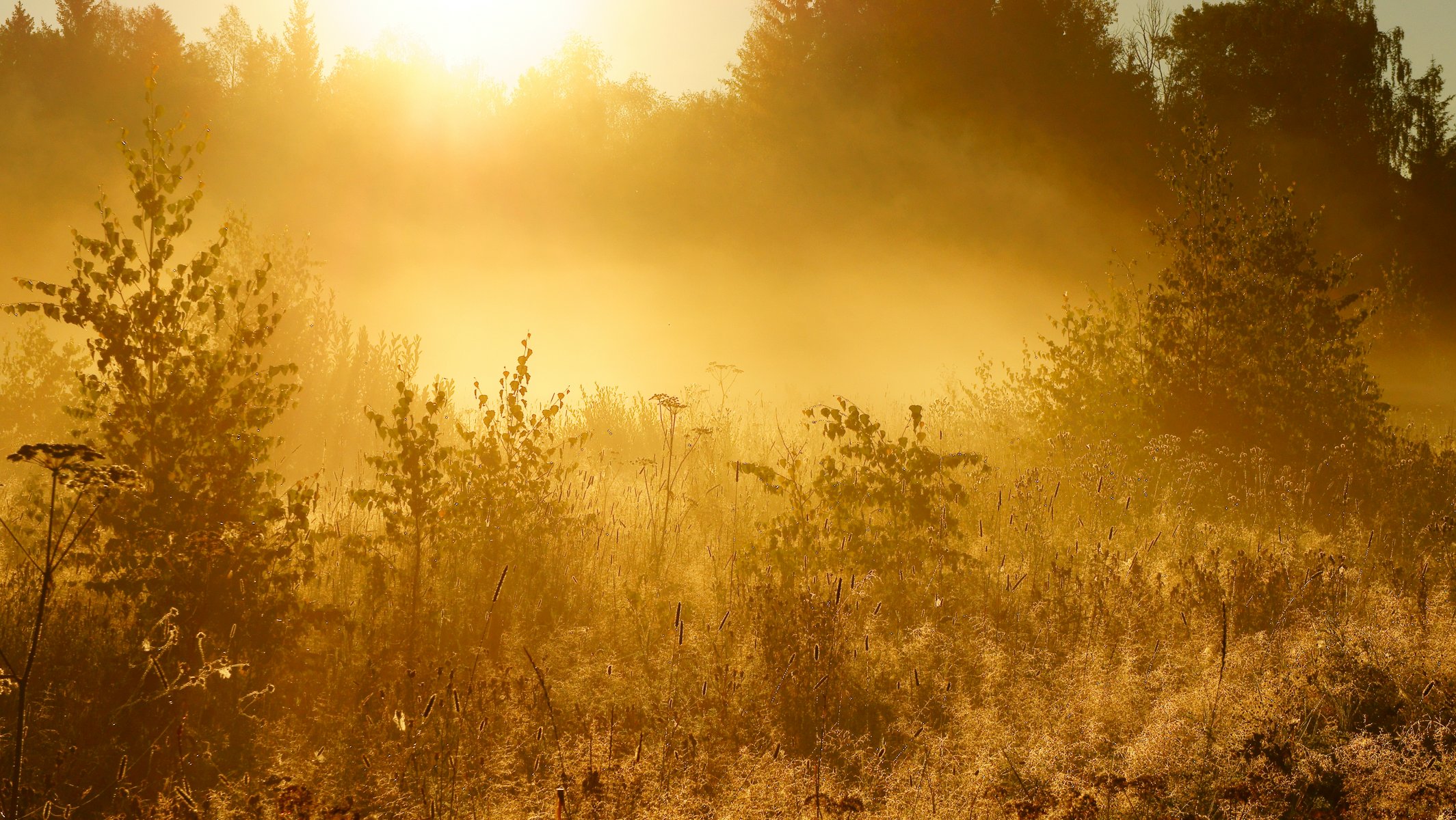 alberi erba sole alba