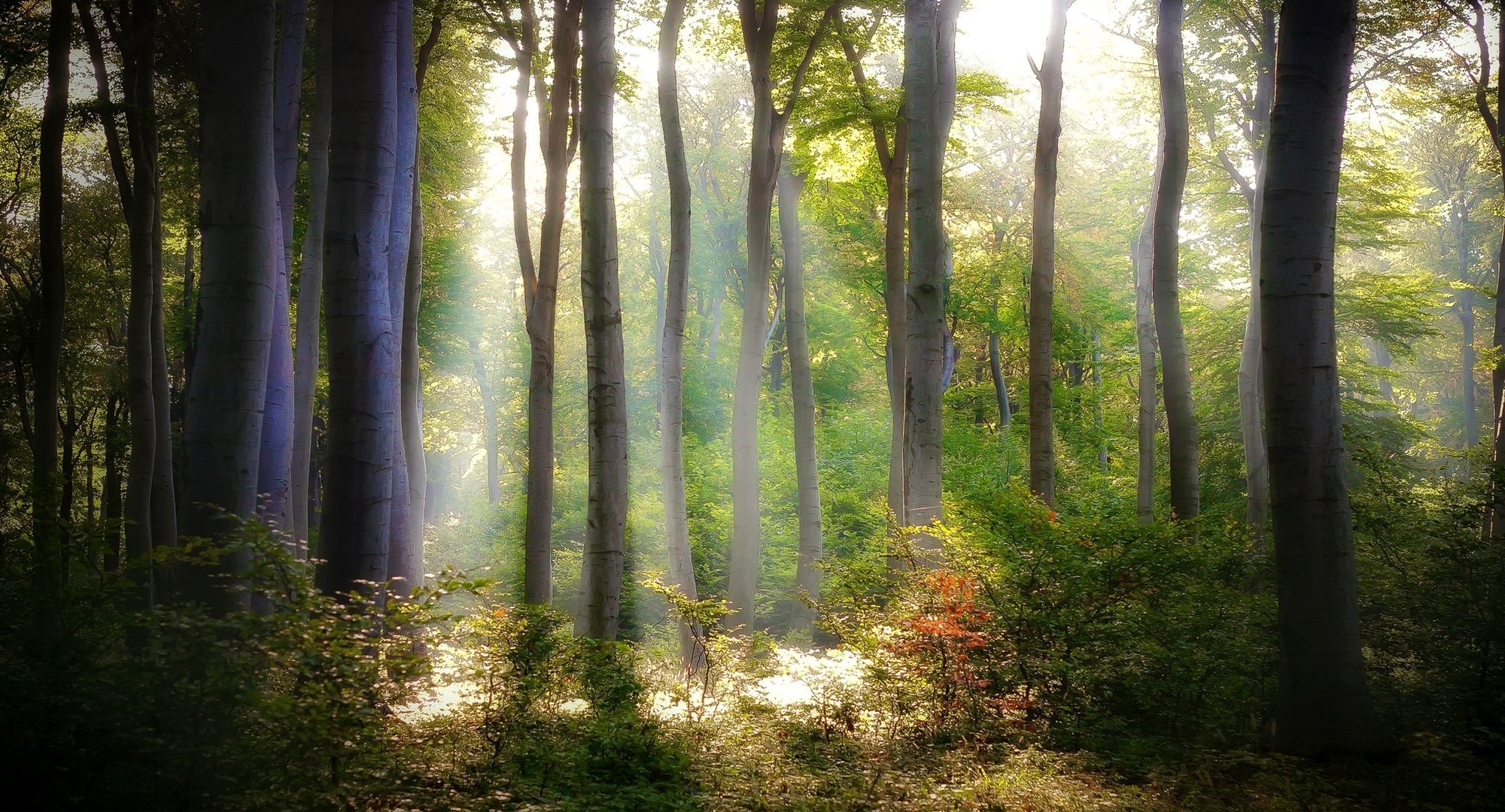 bosque follaje árboles arbustos hojas verde naturaleza luz